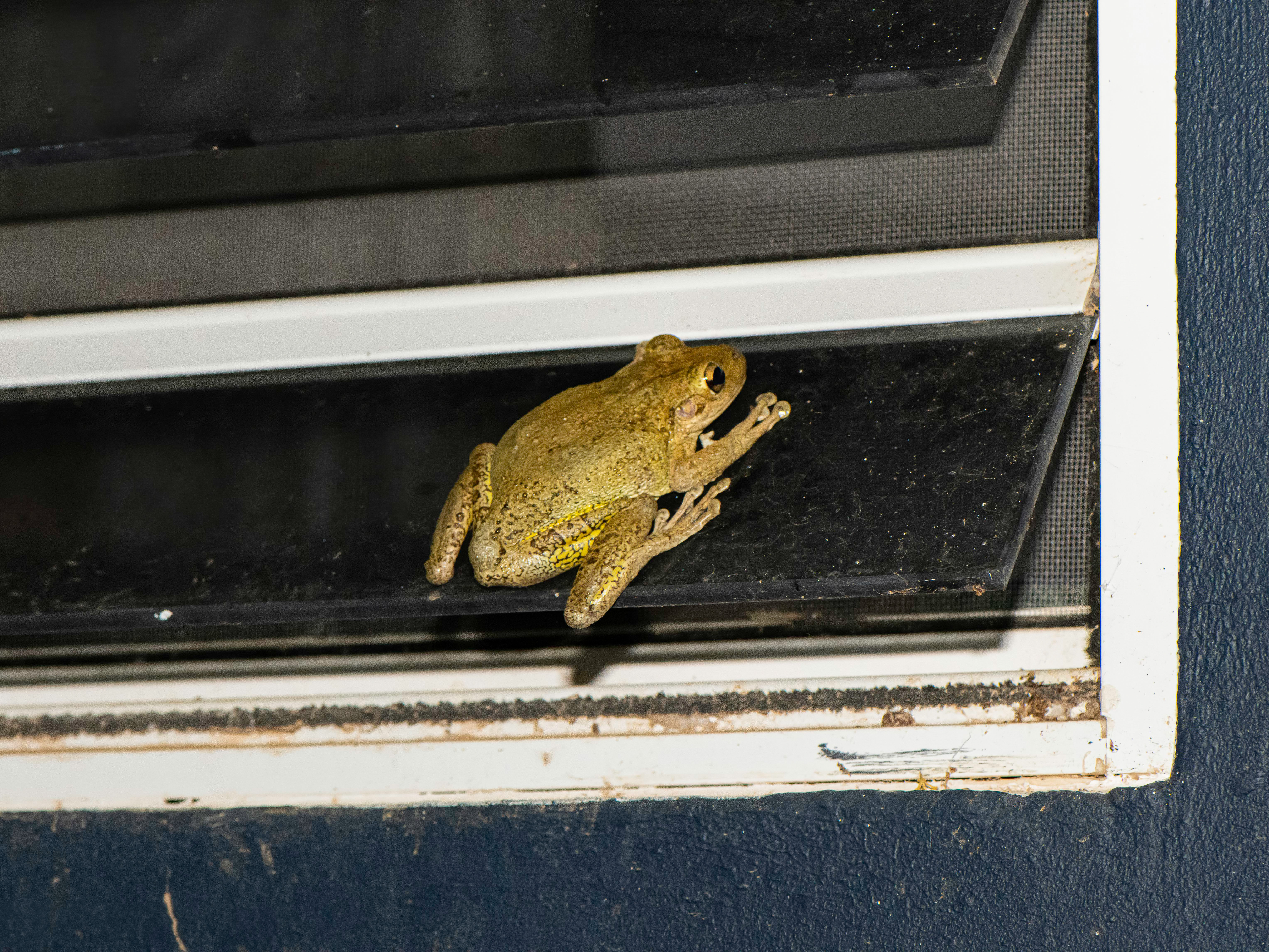 Species photo 7