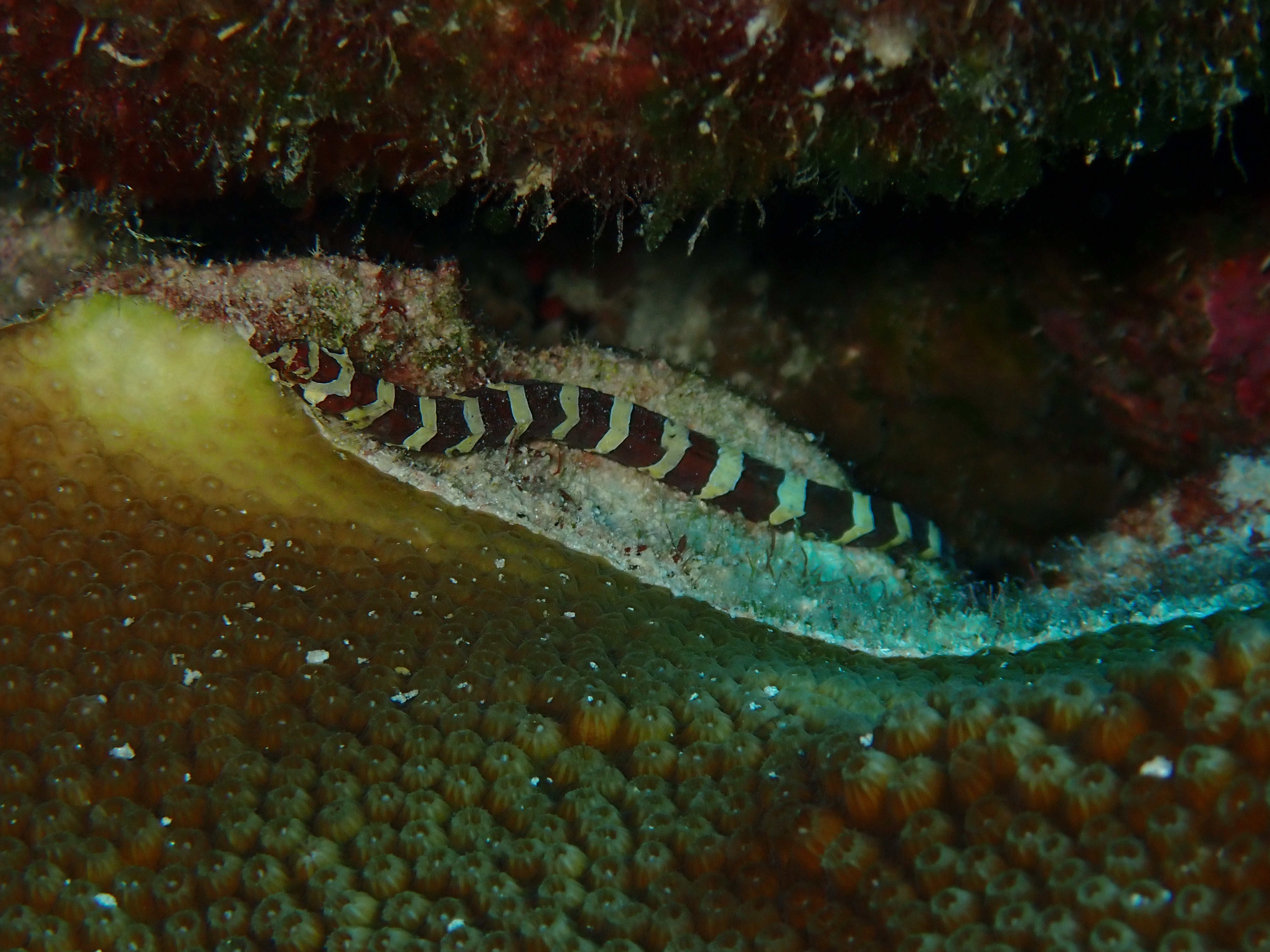 Micrognathus crinitus