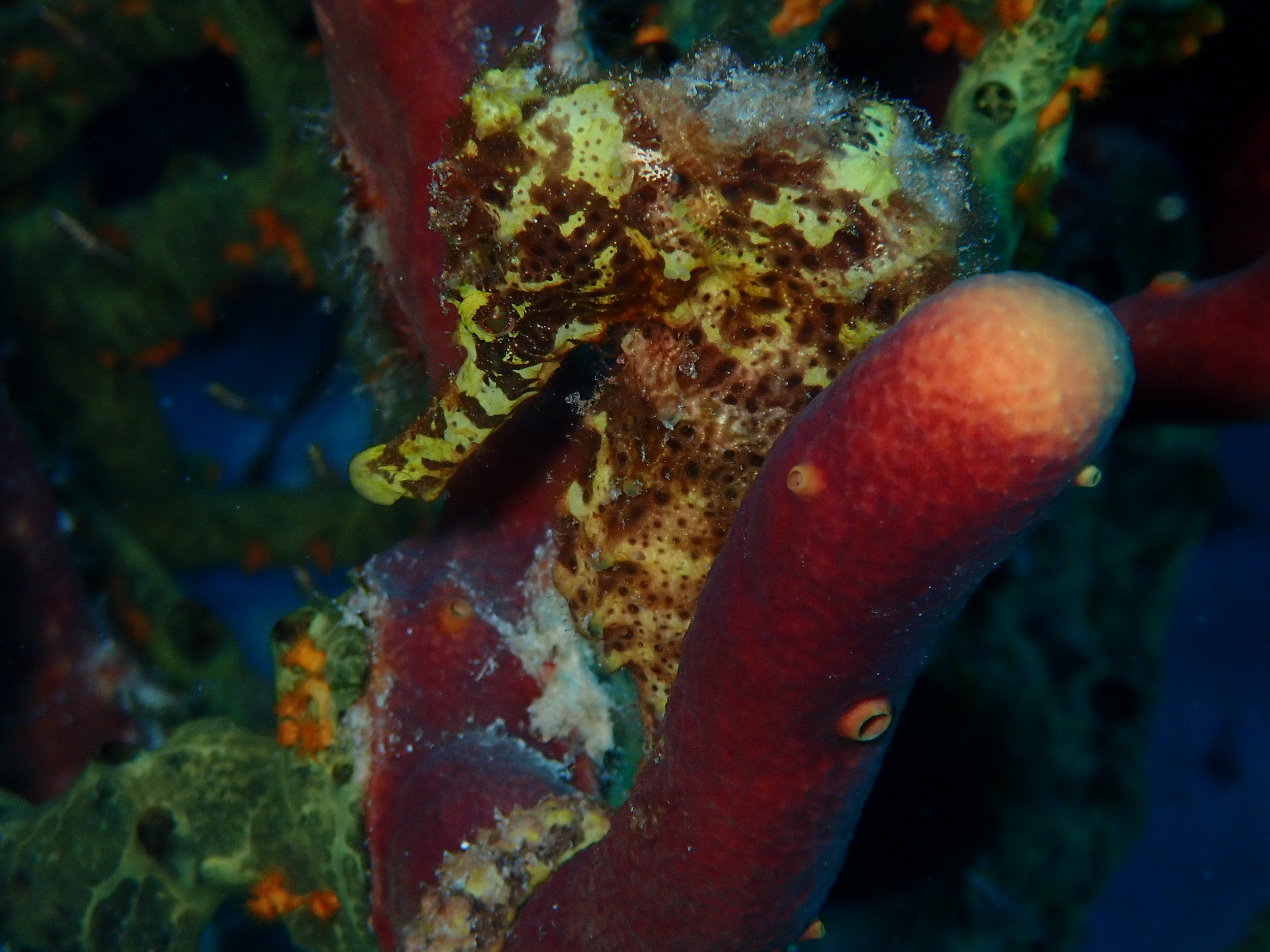 Long-snout Seahorse