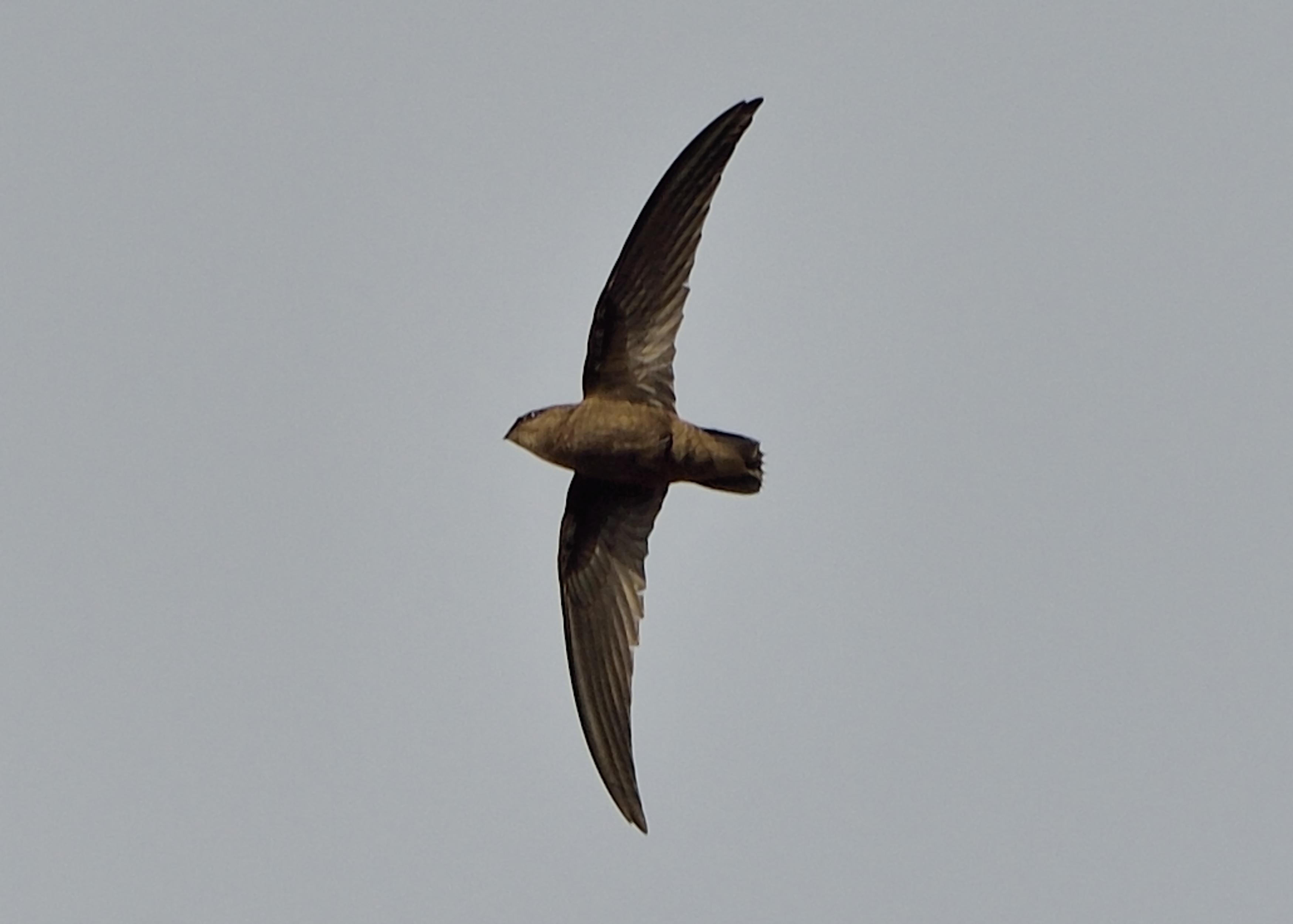 Chaetura pelagica
