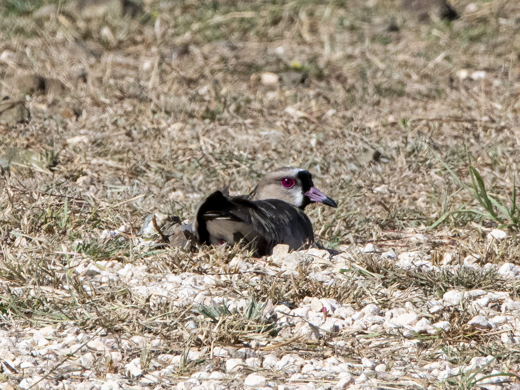 Species photo 7