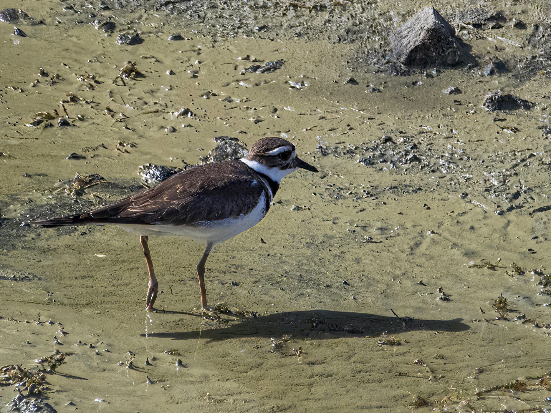 Species photo 9