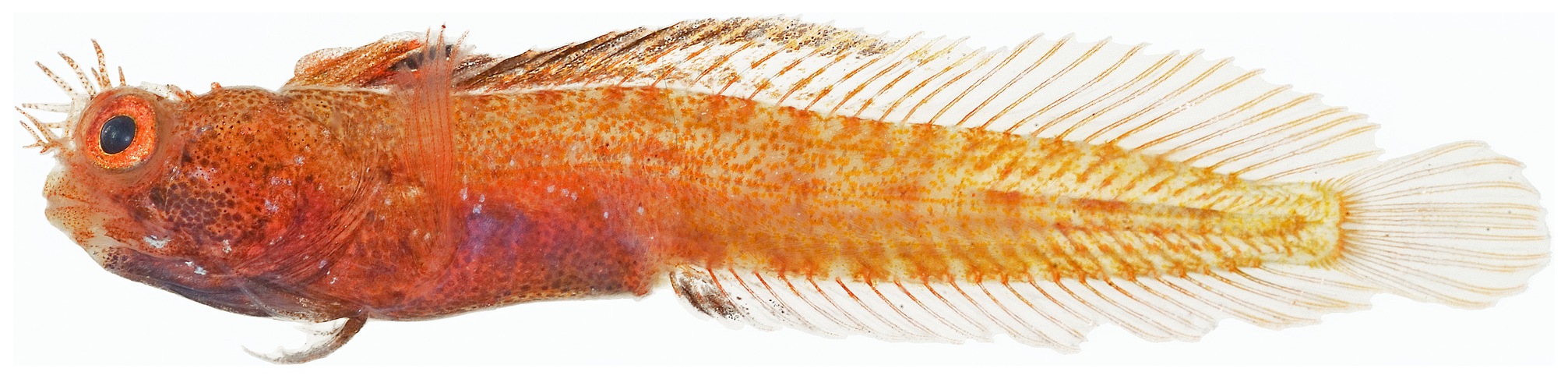 Acanthemblemaria aspera