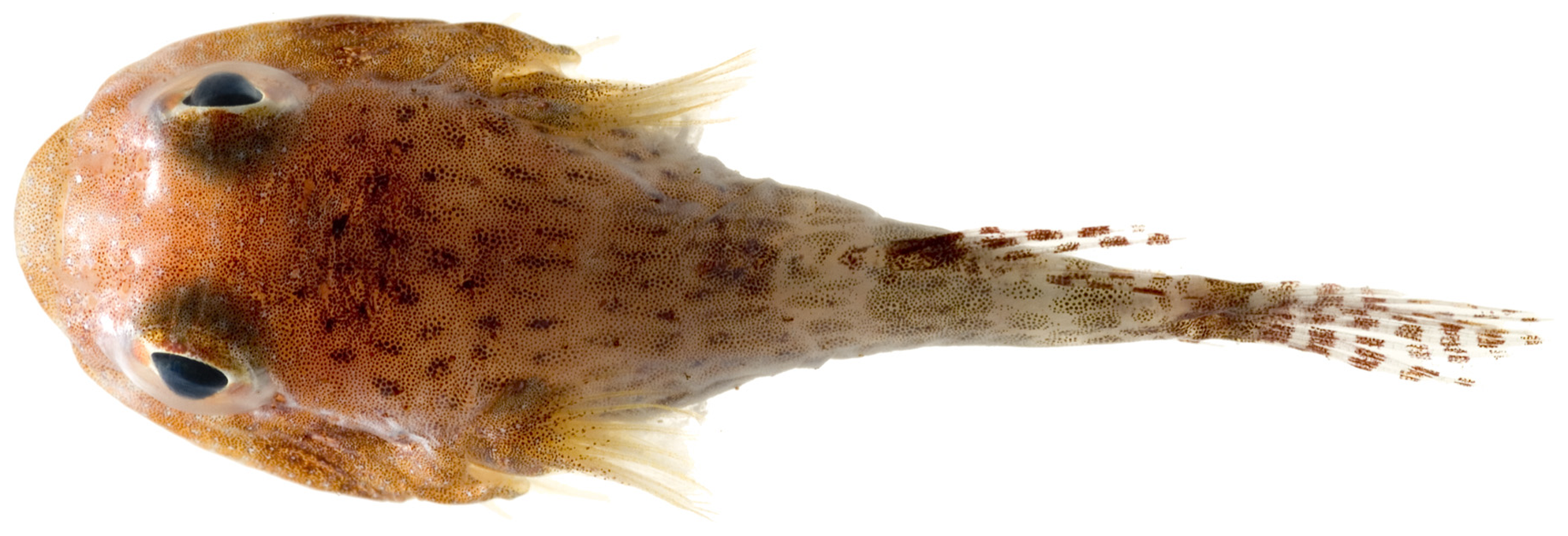 Acyrtus artius