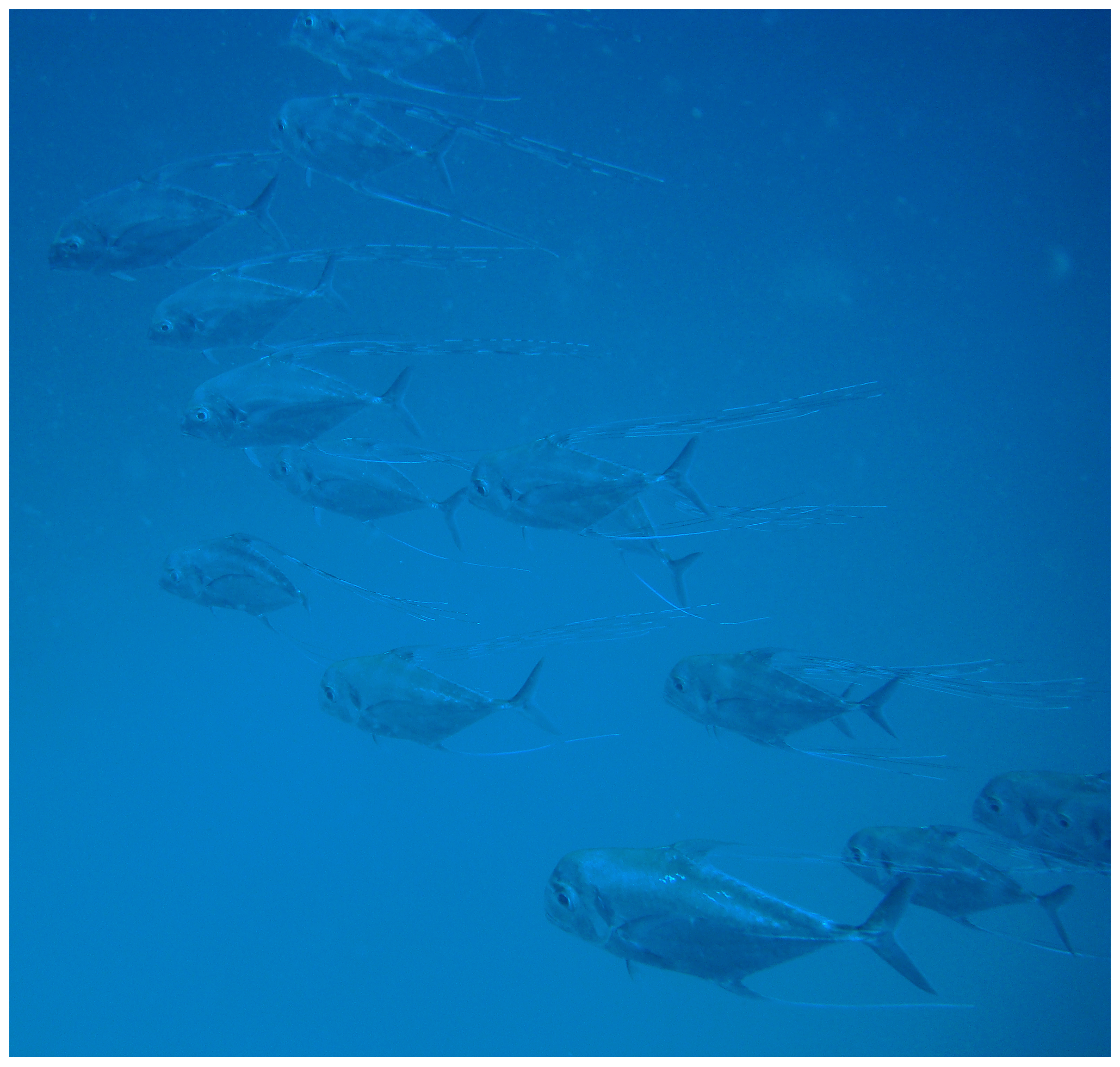African Pompano