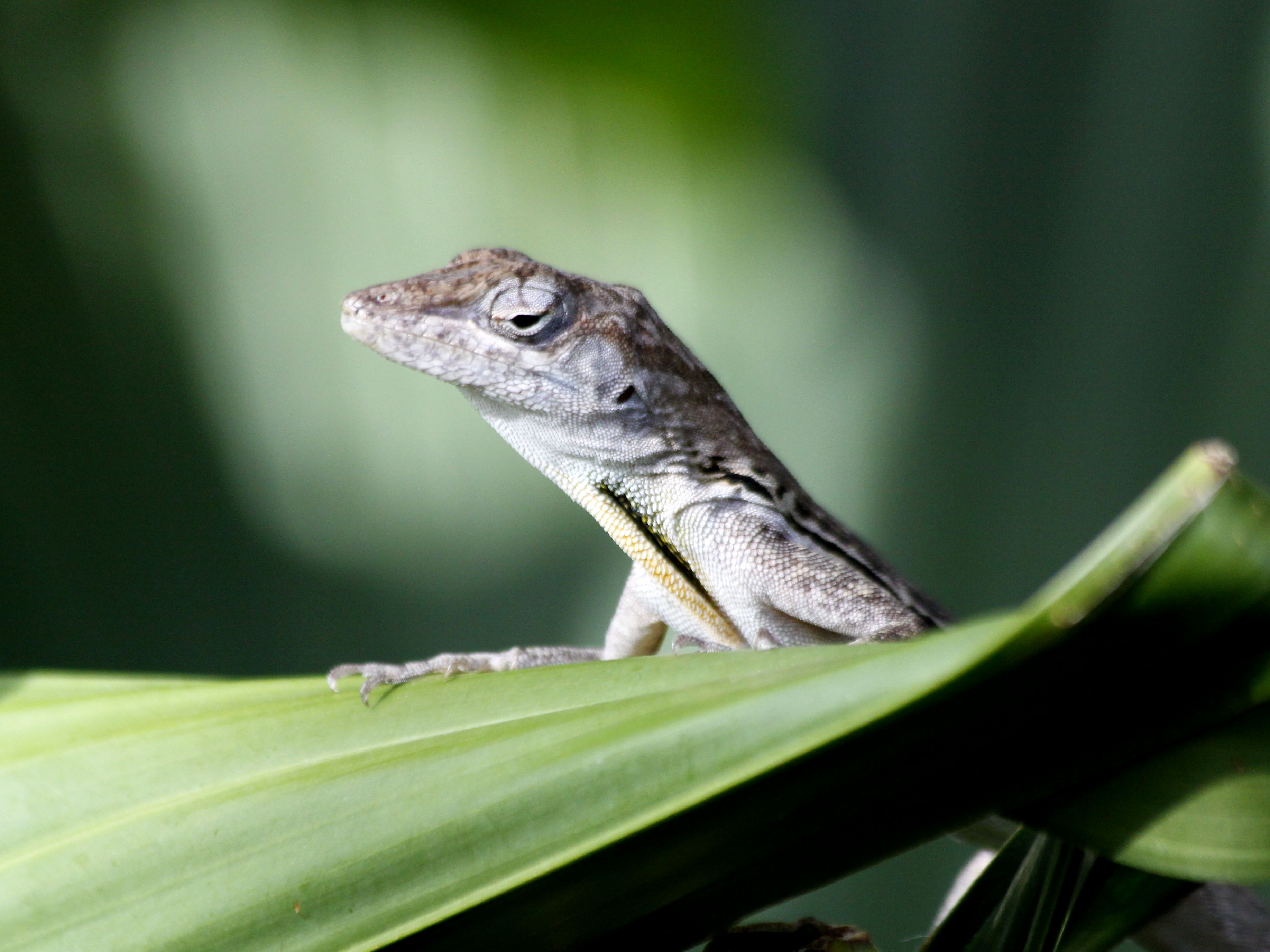 Anolis lineatus
