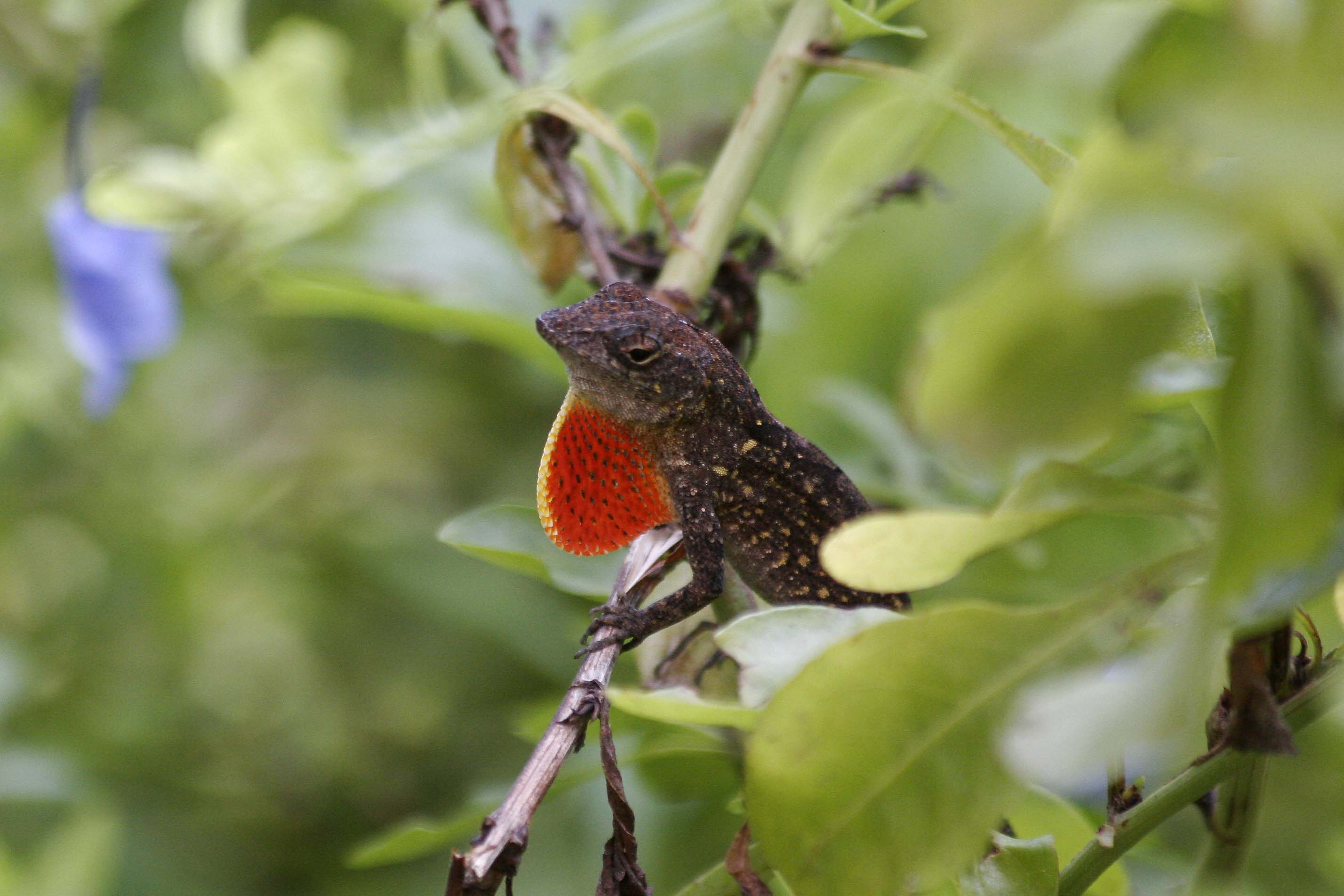 Anolis sagrei