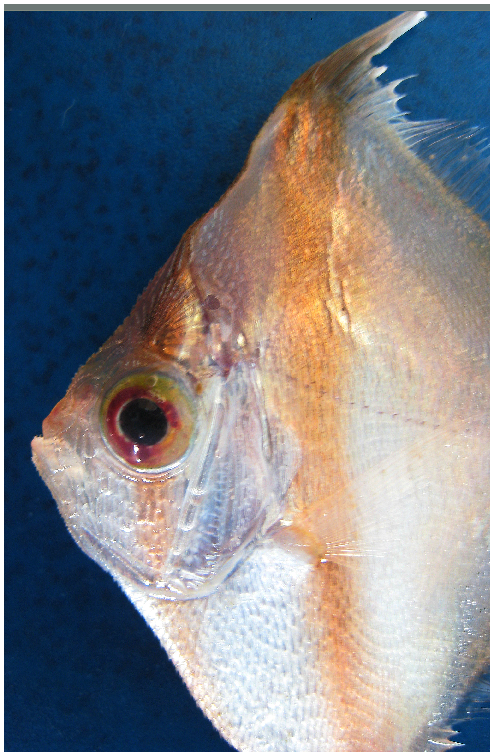 Antigonia capros