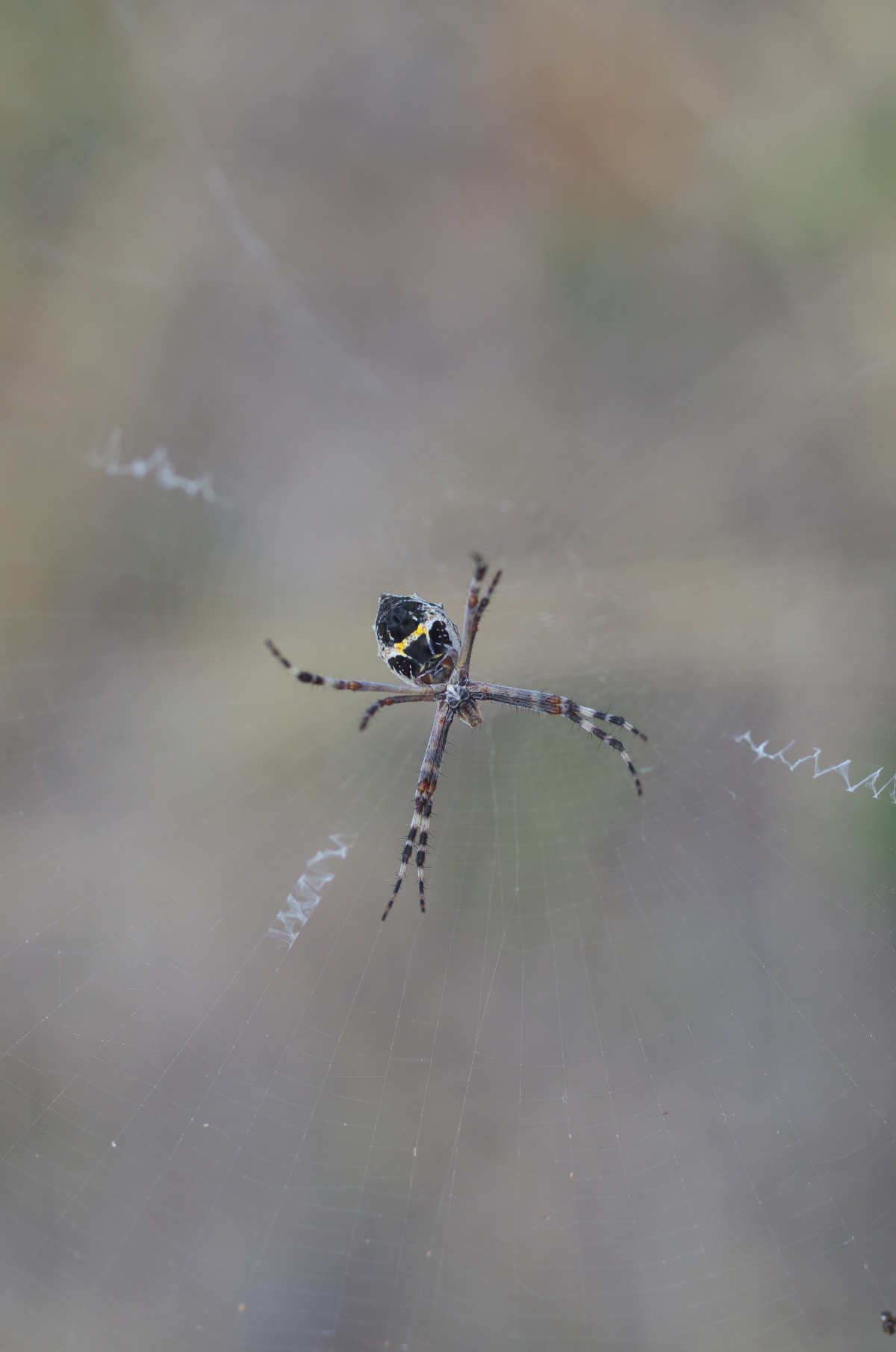 Species photo 12