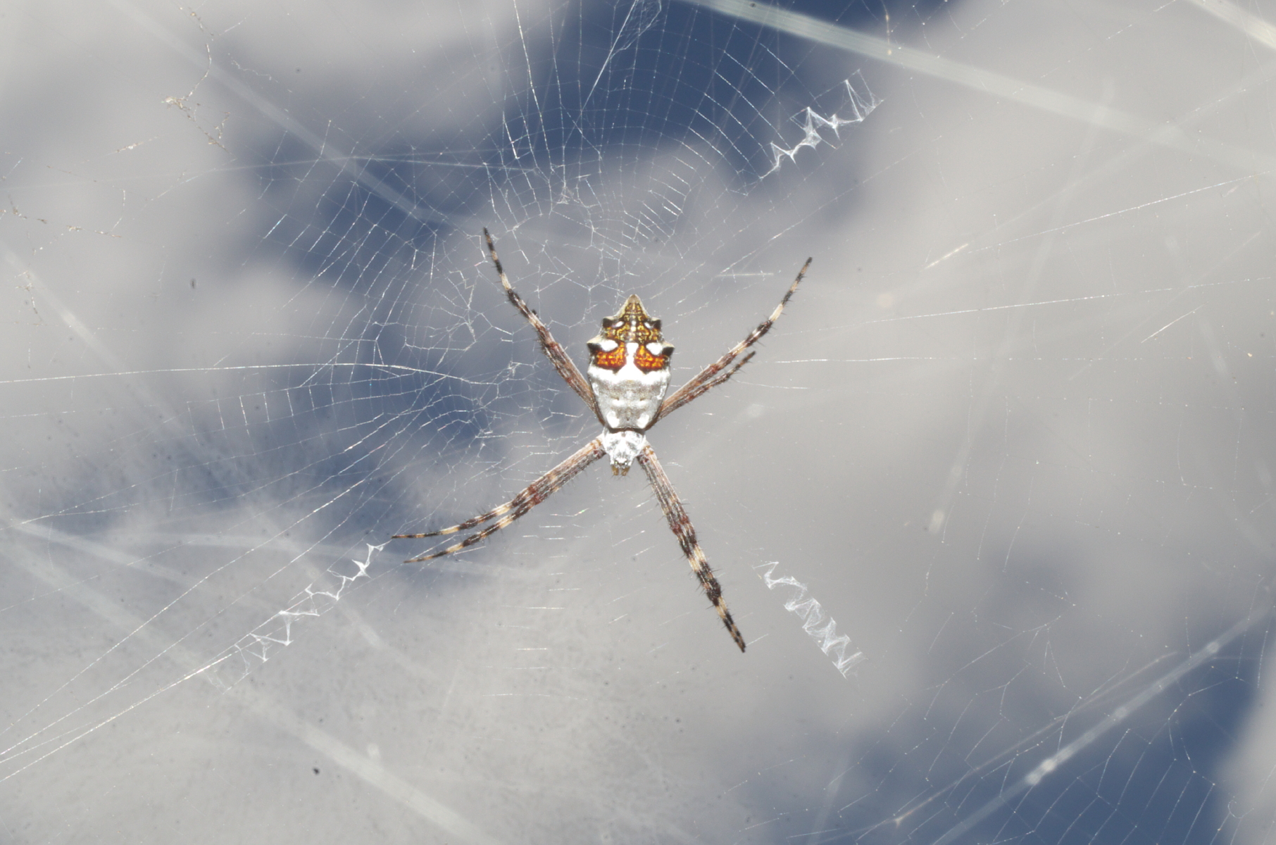 Species photo 13