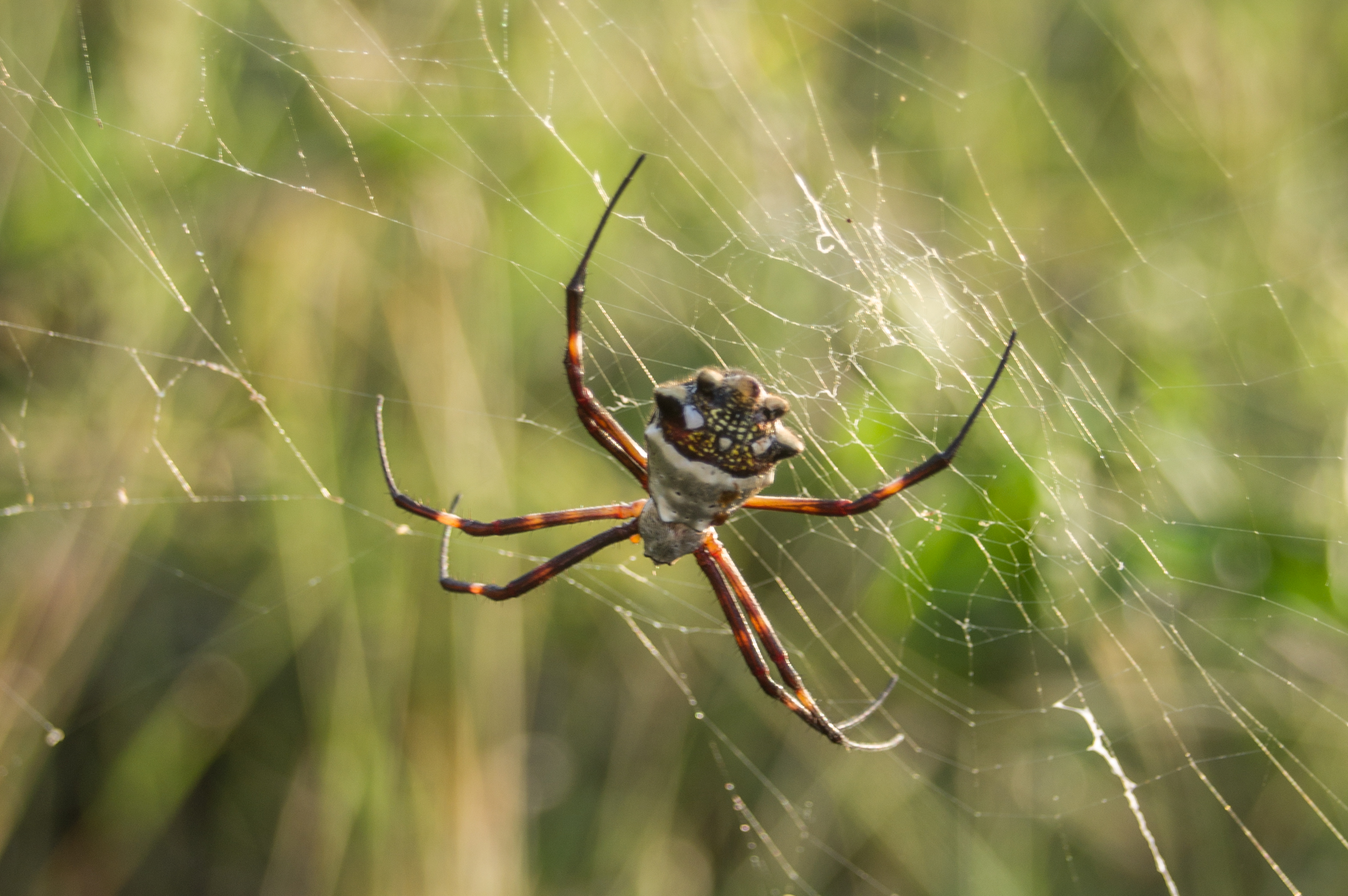 Species photo 7