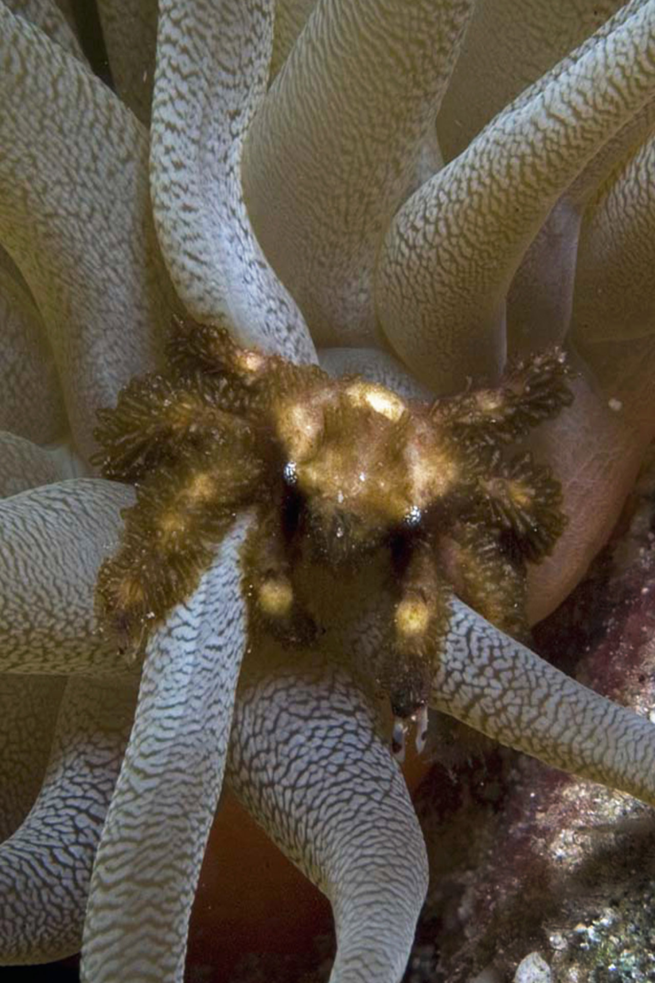 Mithraculus cinctimanus