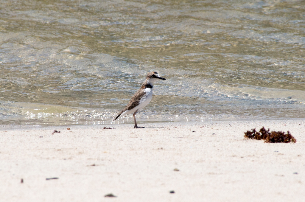 Species photo 7