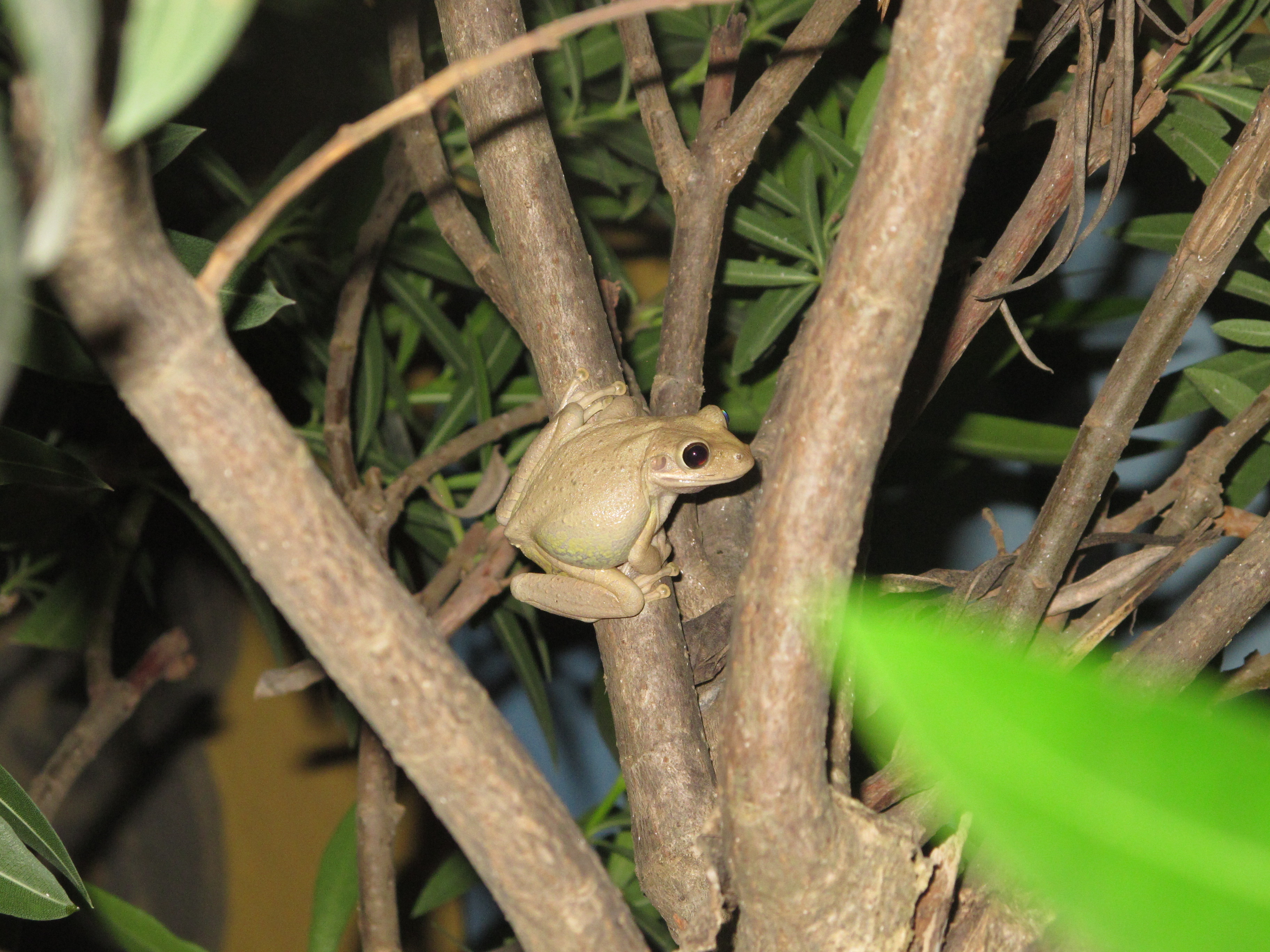 Species photo 20