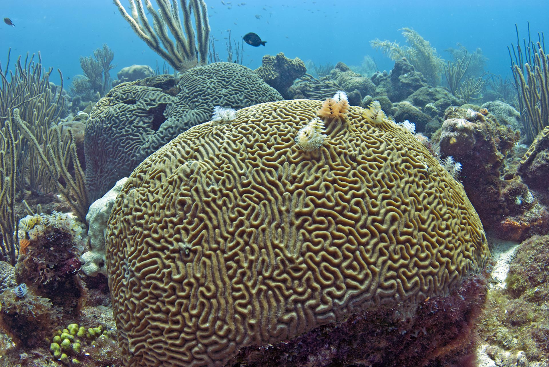 Colpophyllia natans
