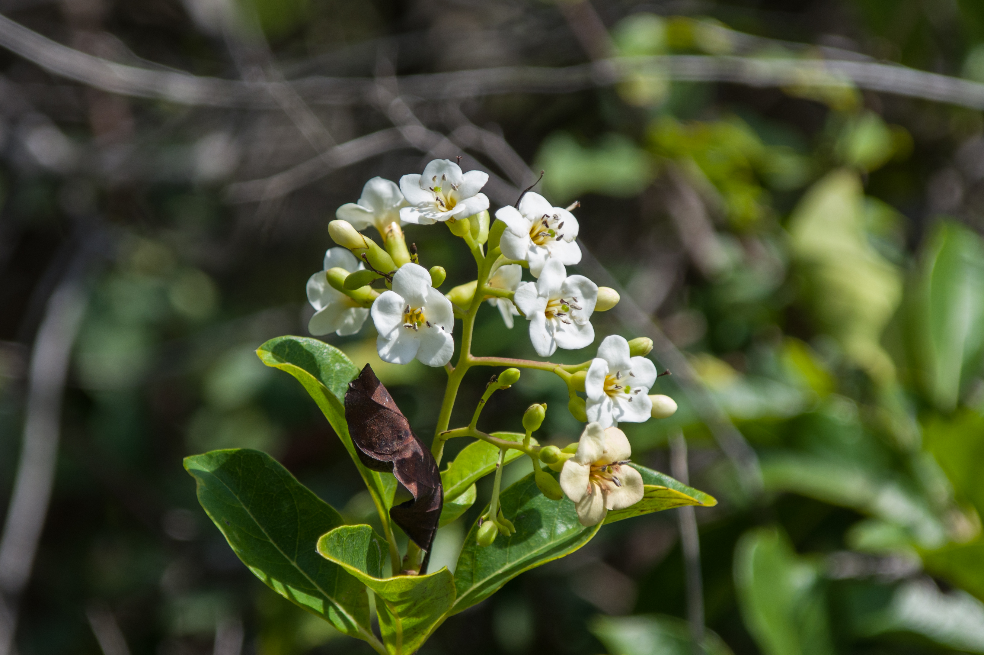 Bourreria baccata
