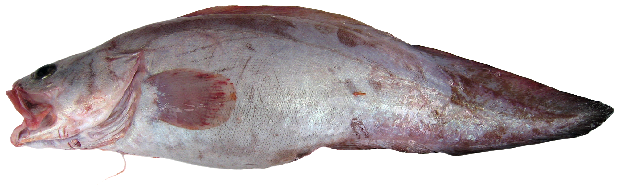 Brotula barbata