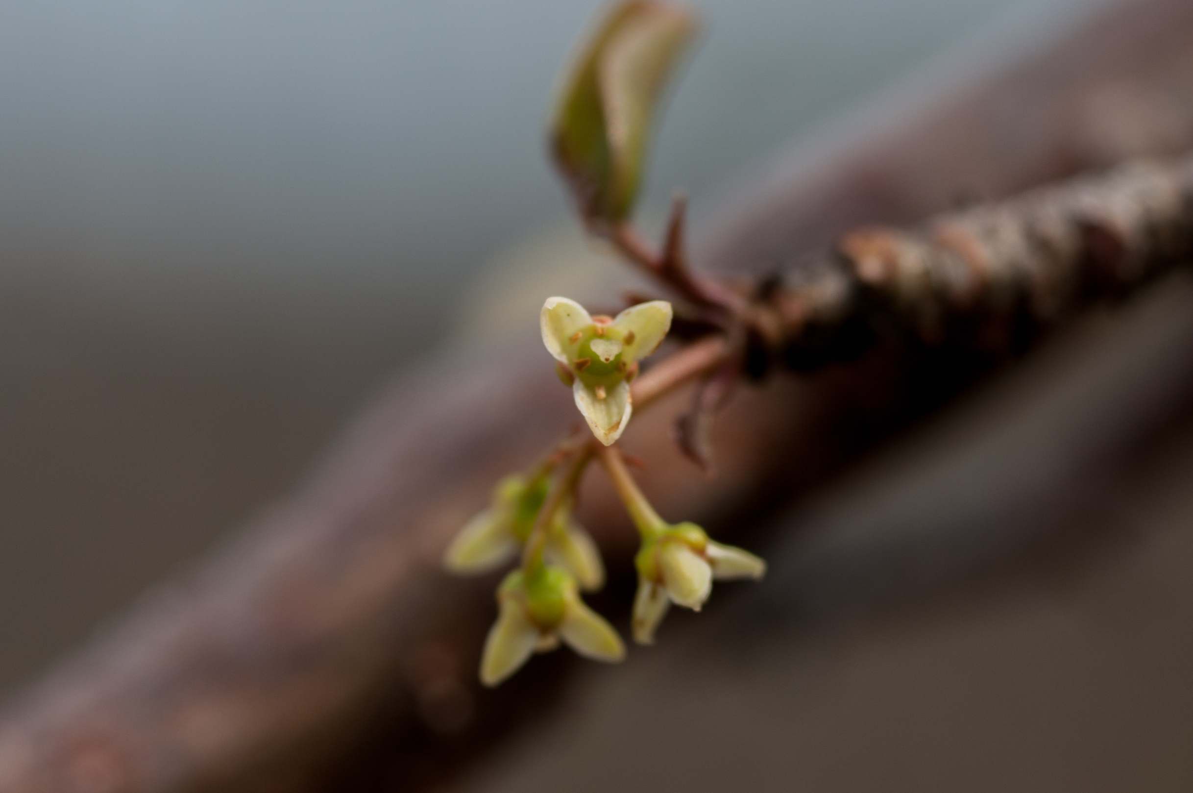 Bursera simaruba