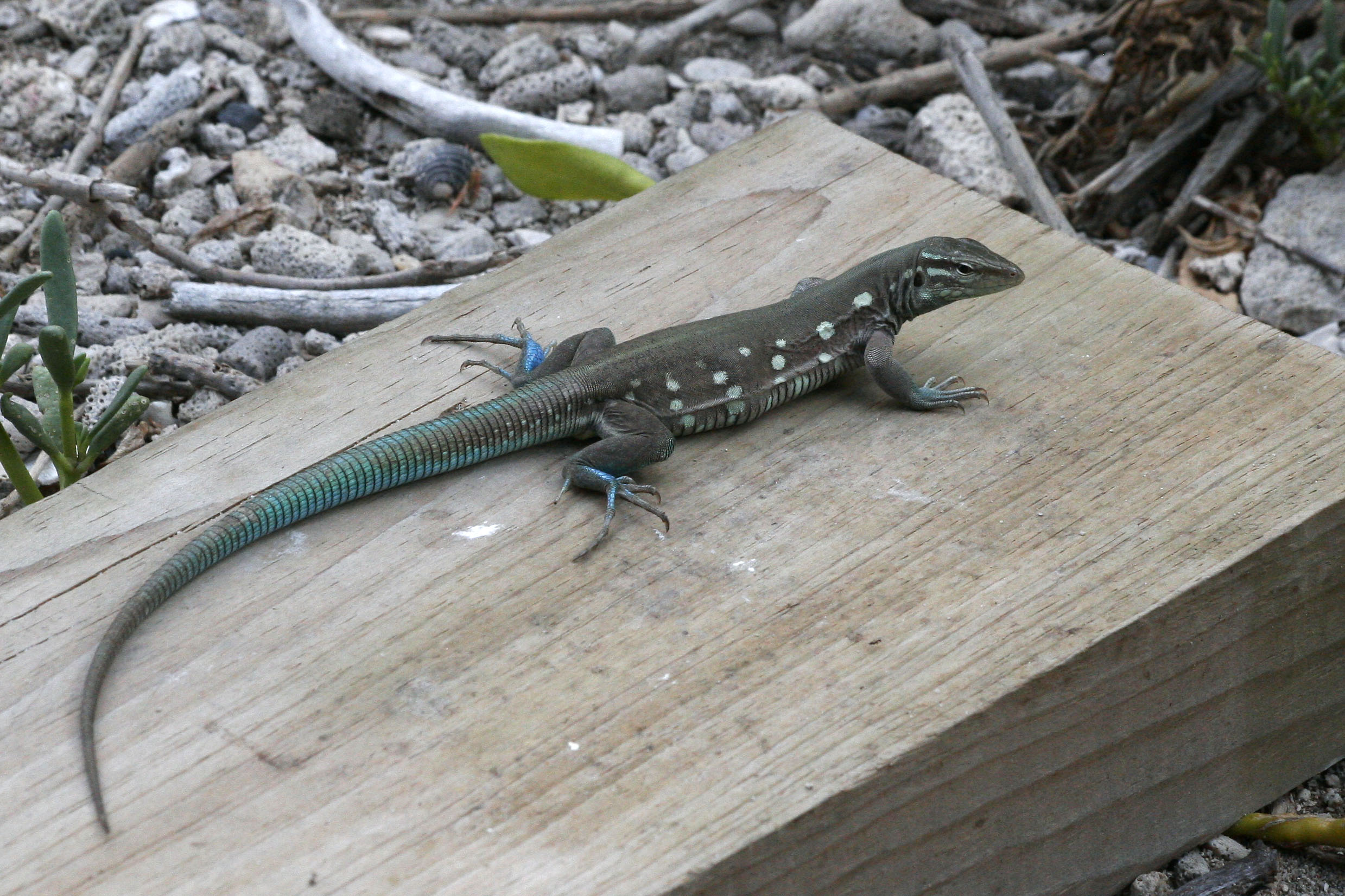 Cnemidophorus murinus