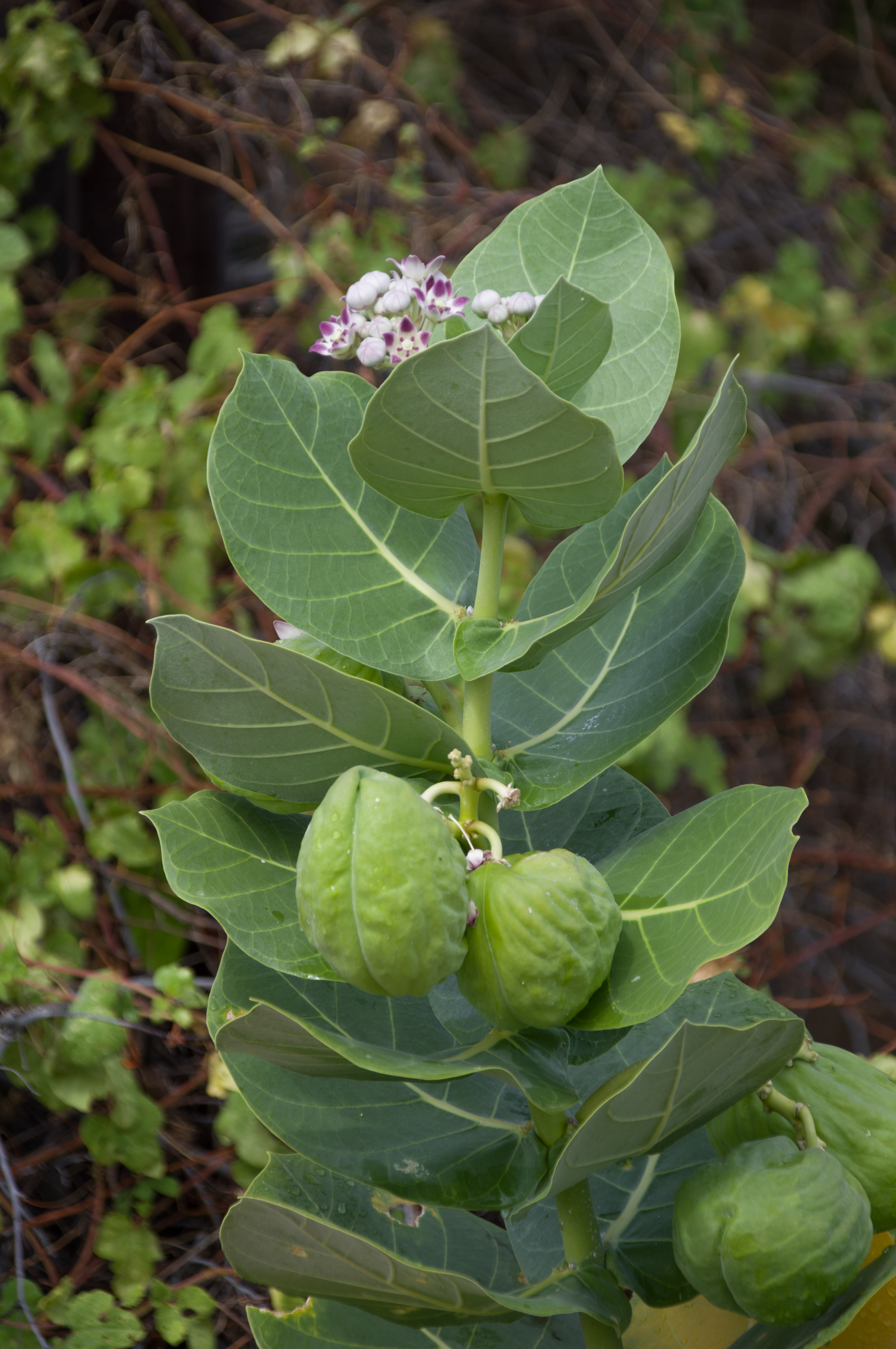 Calotropis procera