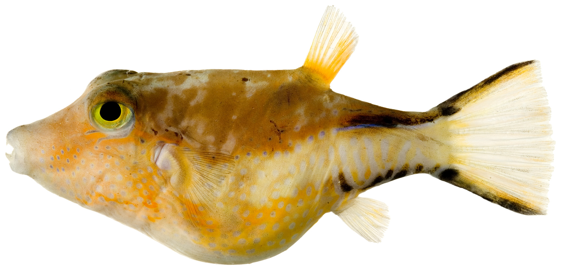 Caribbean Sharpnose-puffer