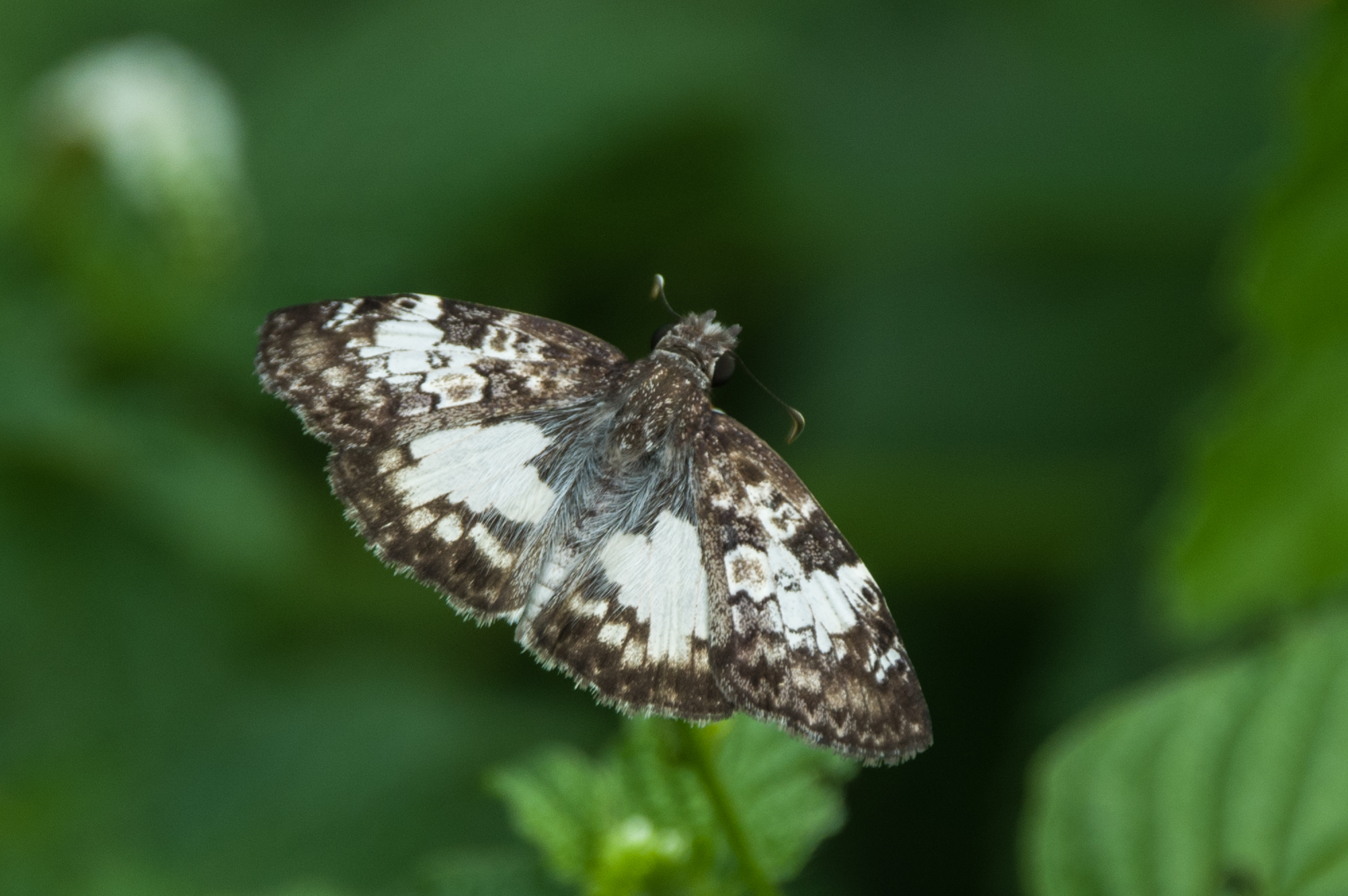 Chiomara asychis