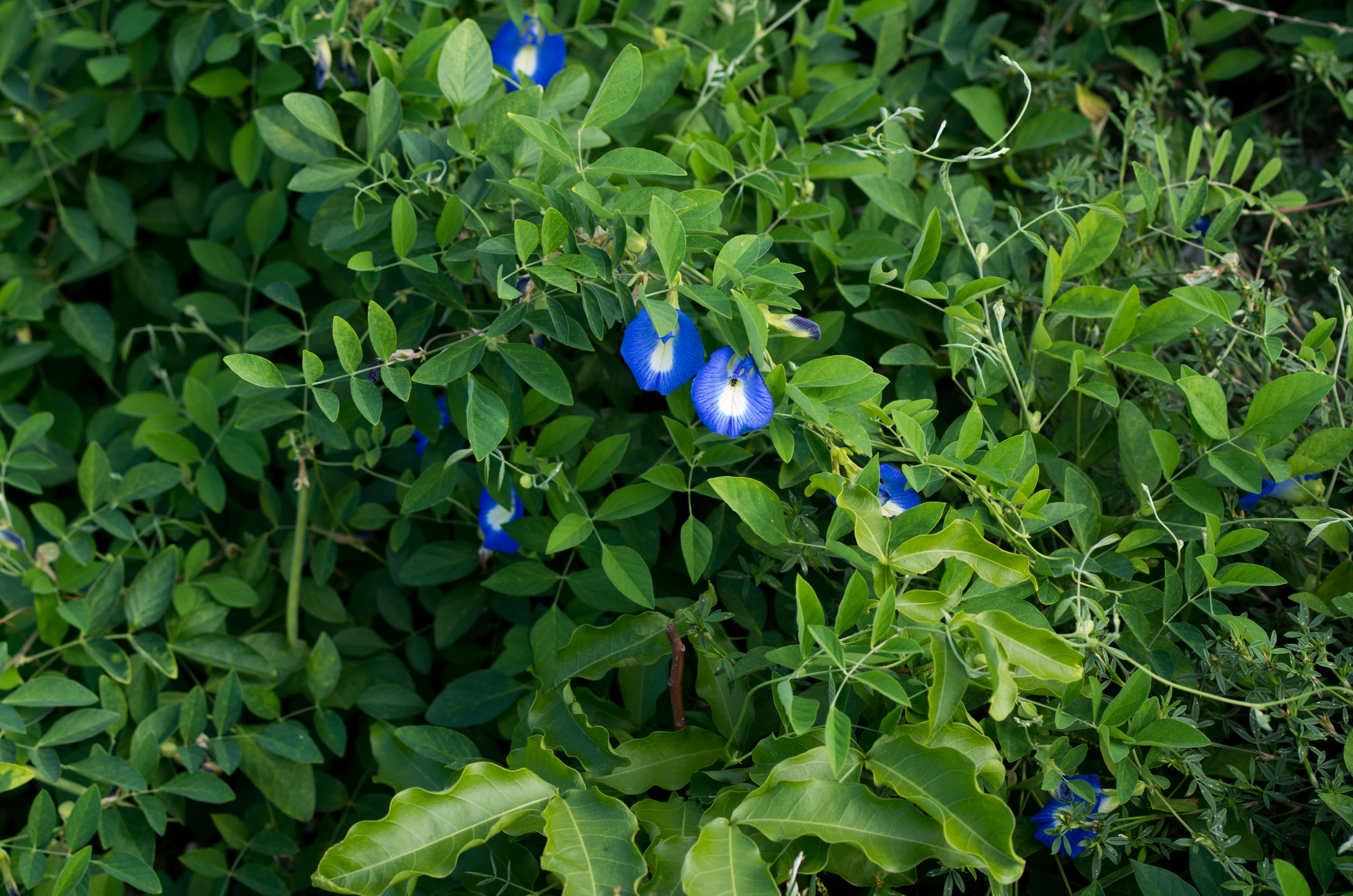 Clitoria ternatea