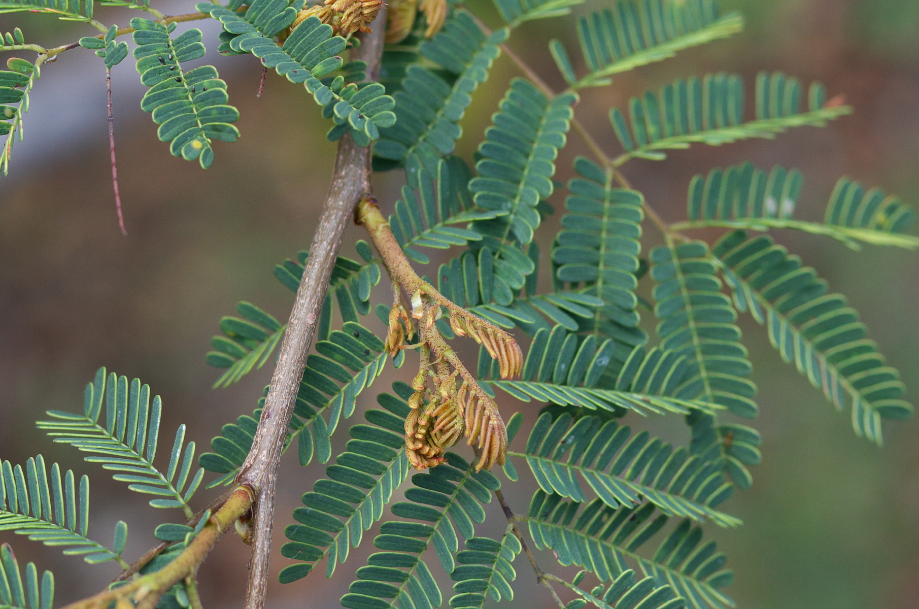 Prosopis juliflora