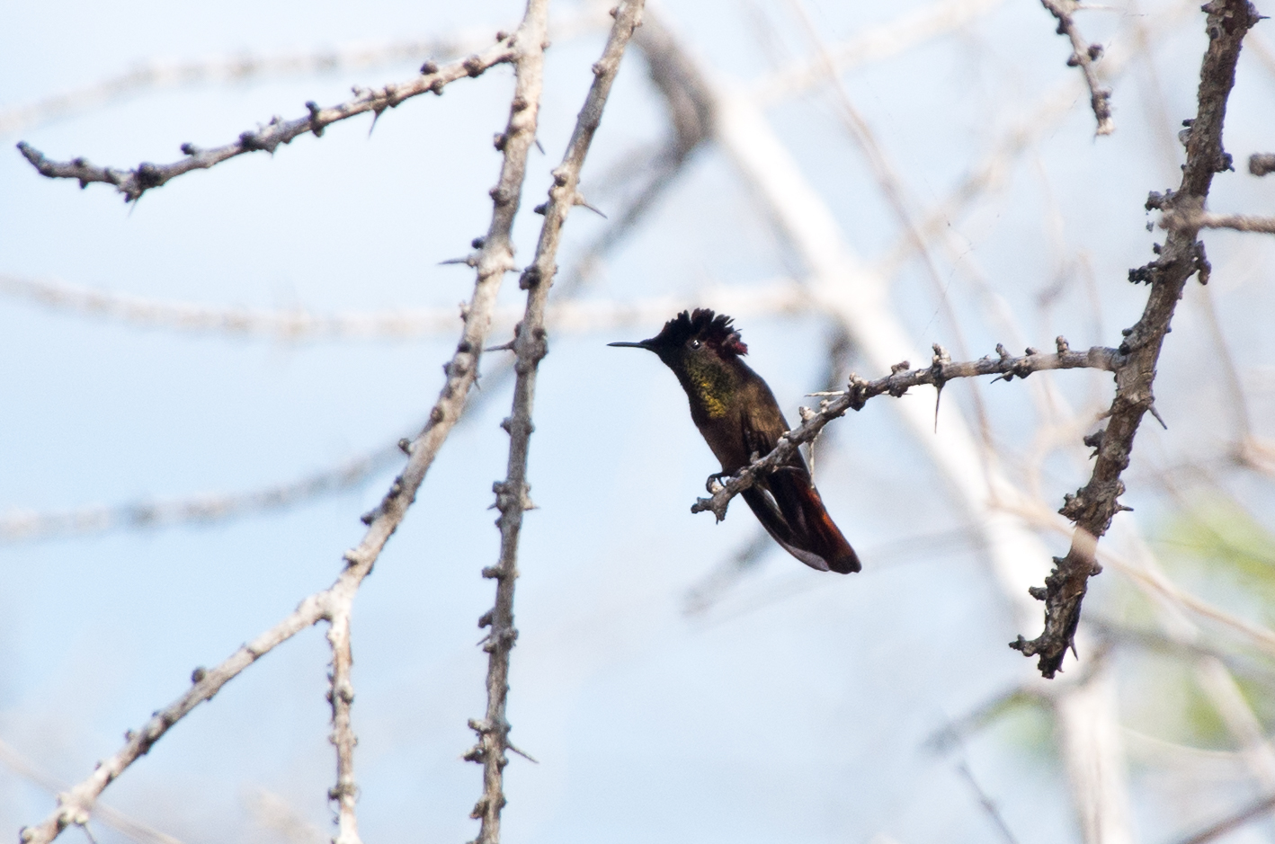 Species photo 27