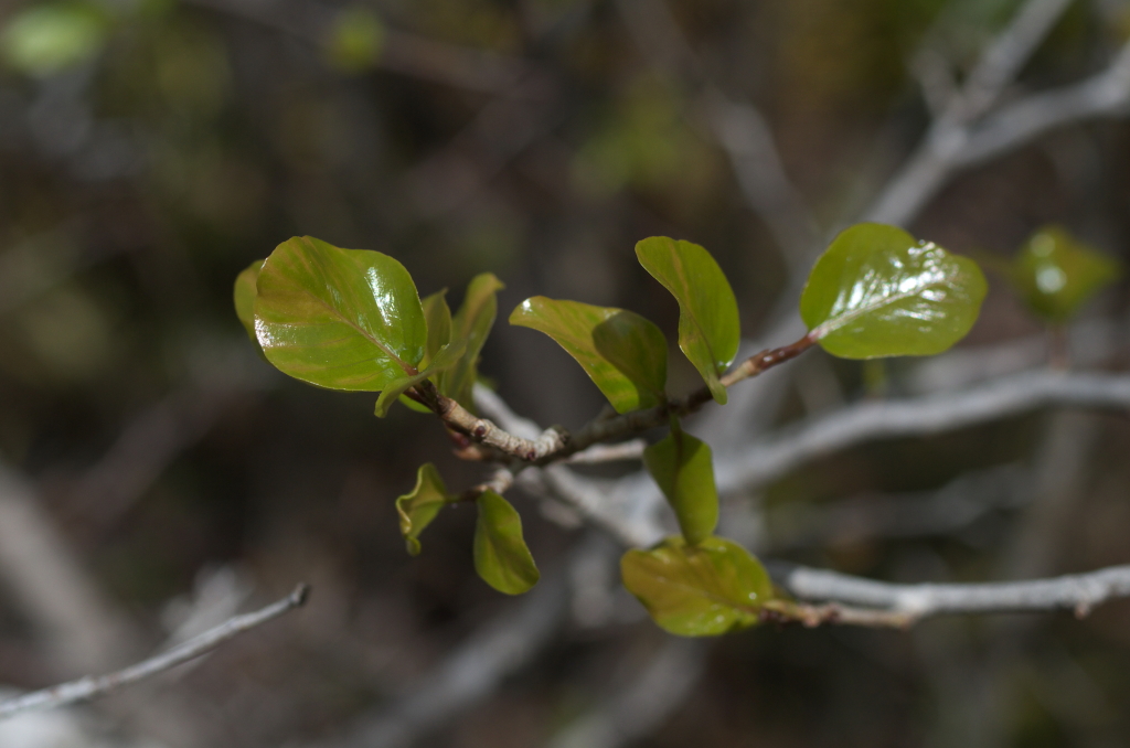 Coccoloba swartzii