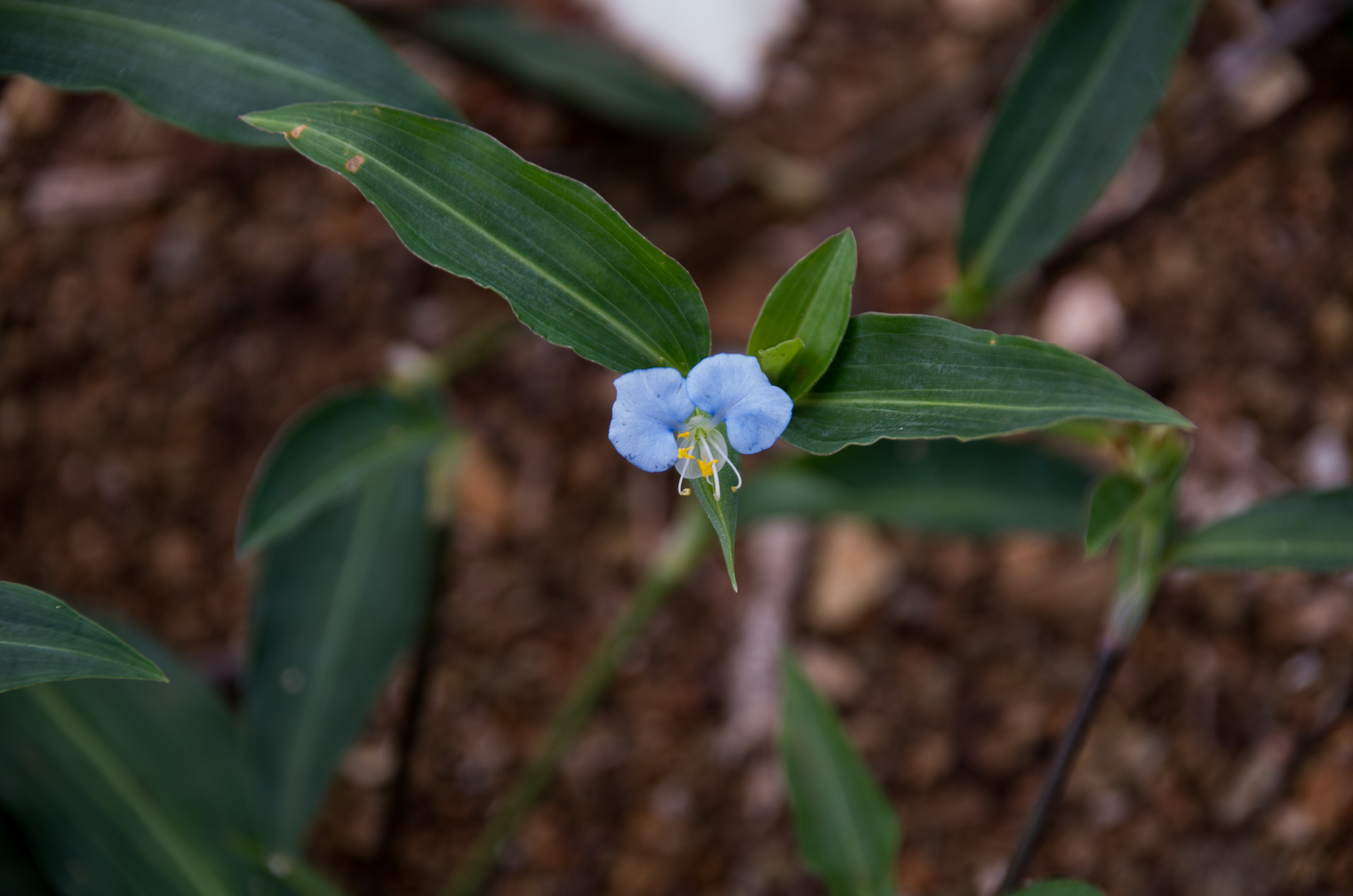 Commelina erecta