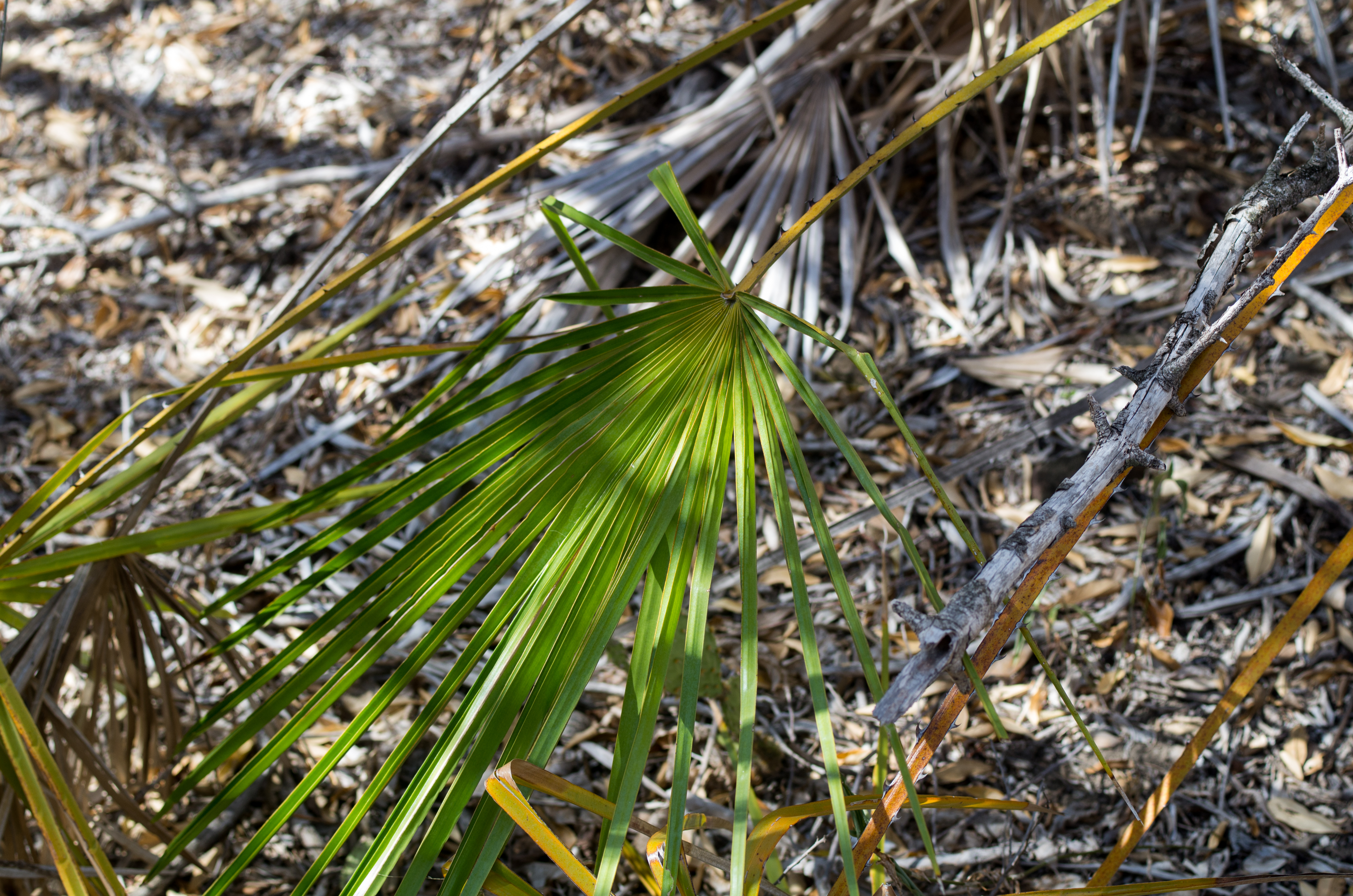 Copernicia tectorum