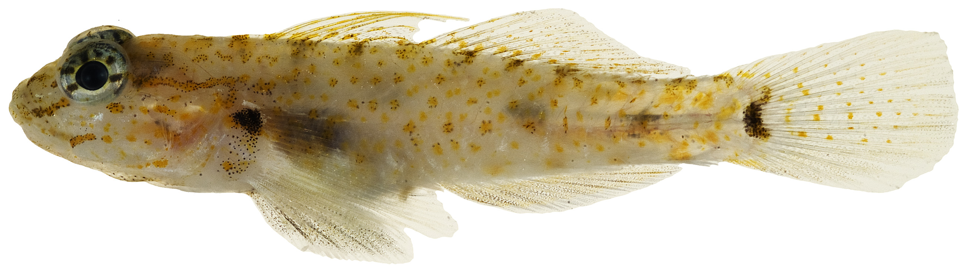 Coryphopterus thrix