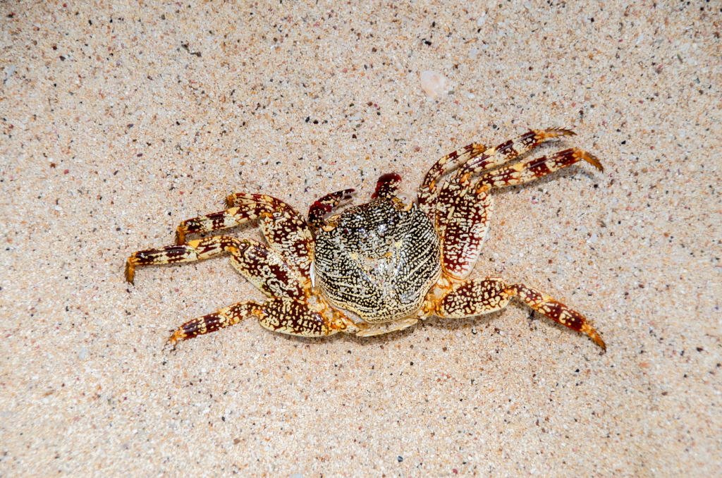 Grapsus grapsus