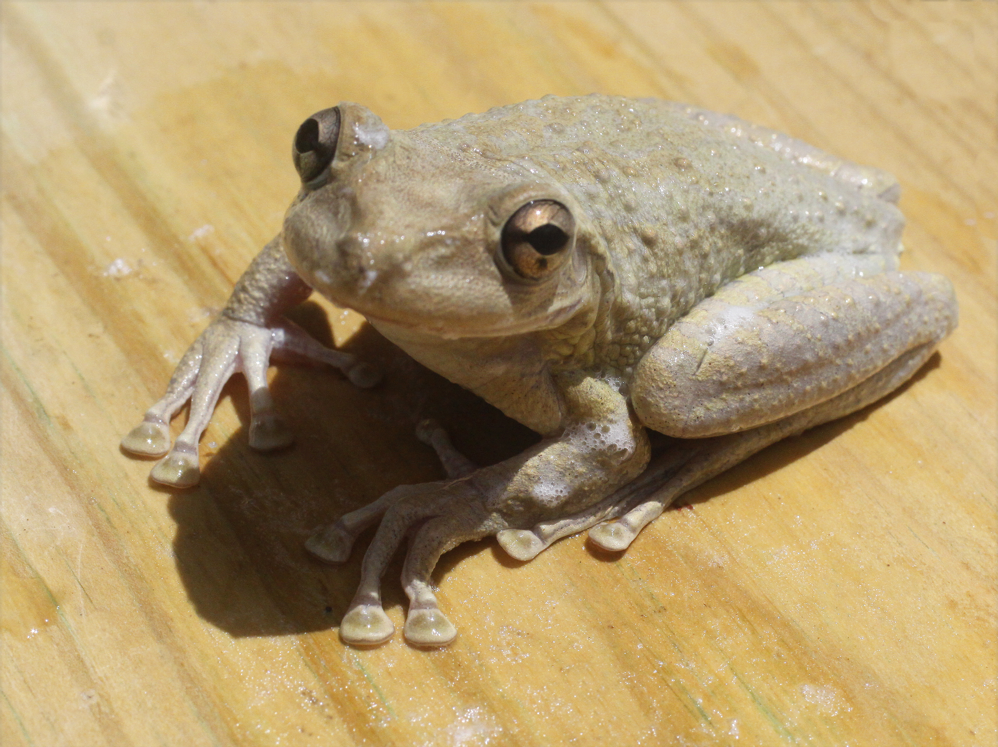 Species photo 22