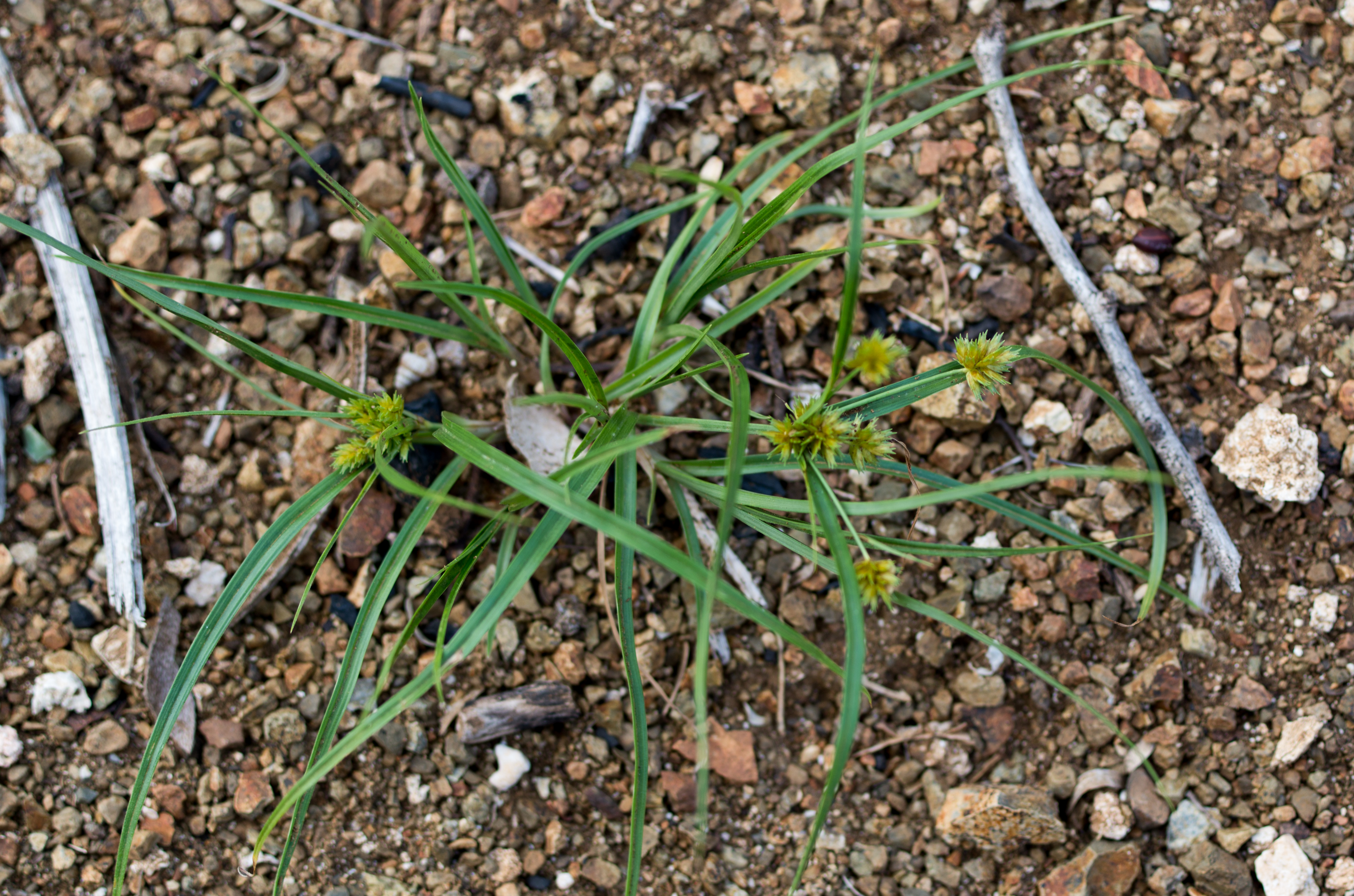 Cyperus squarrosus