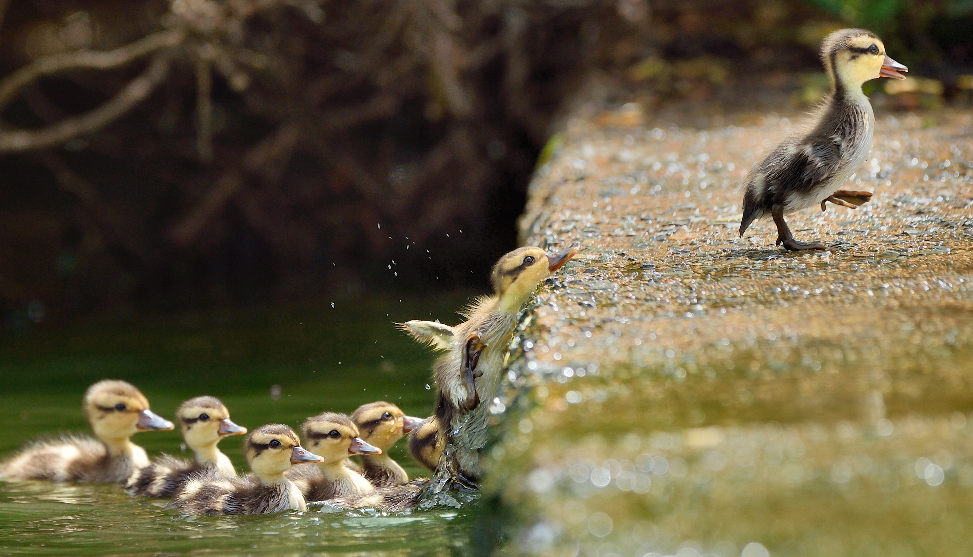 Species photo 7