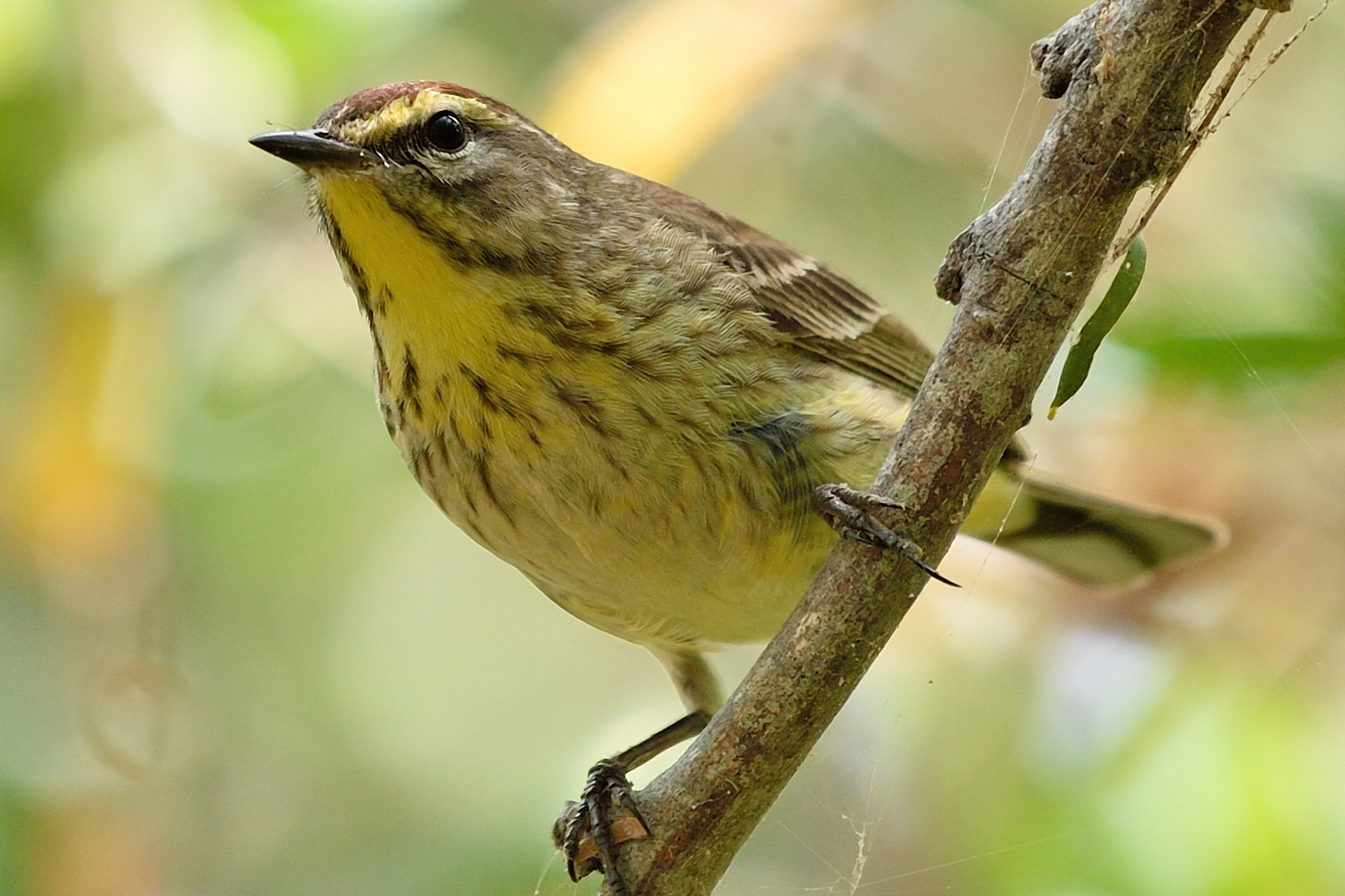 Setophaga palmarum