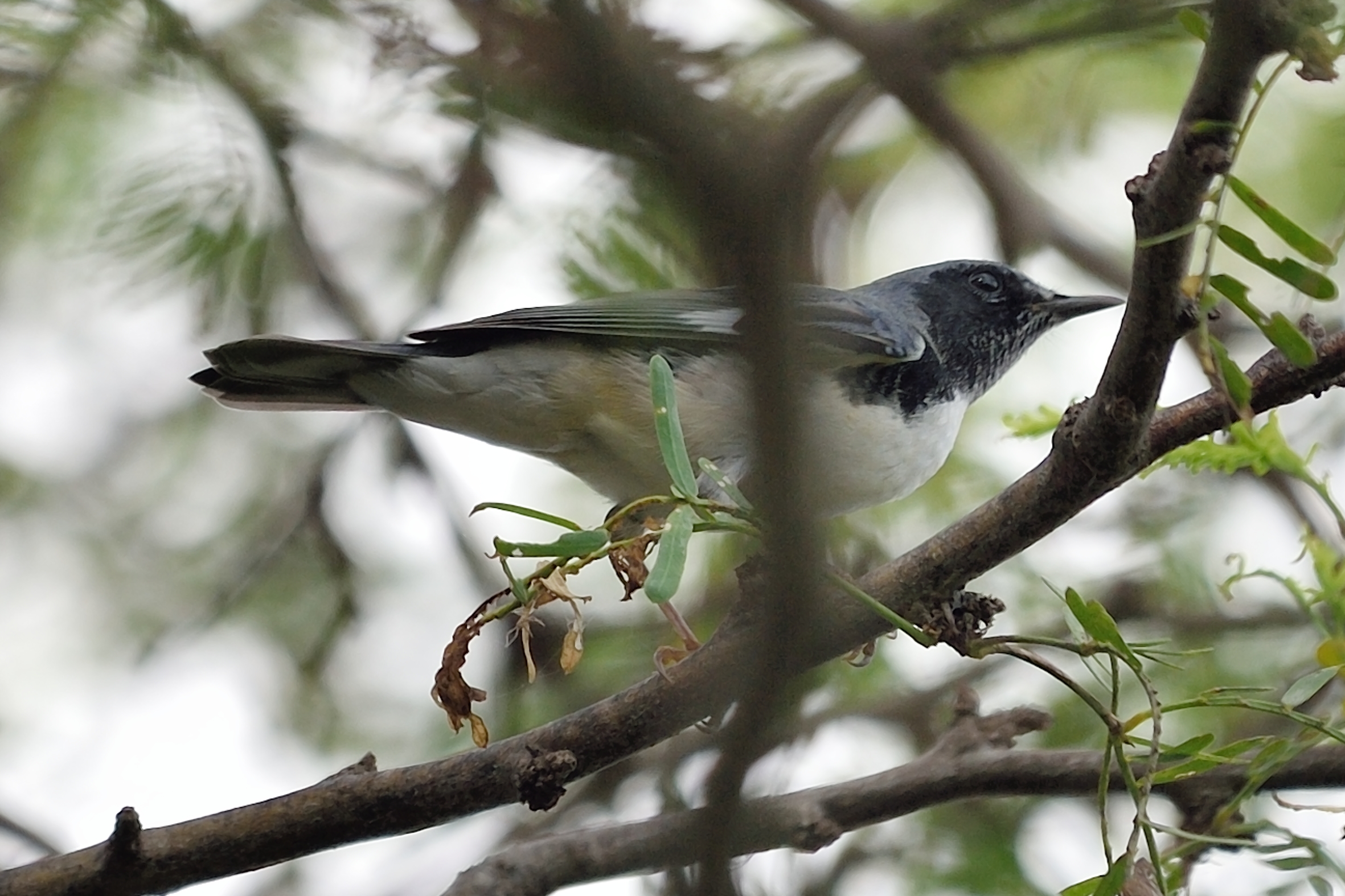 Setophaga caerulescens