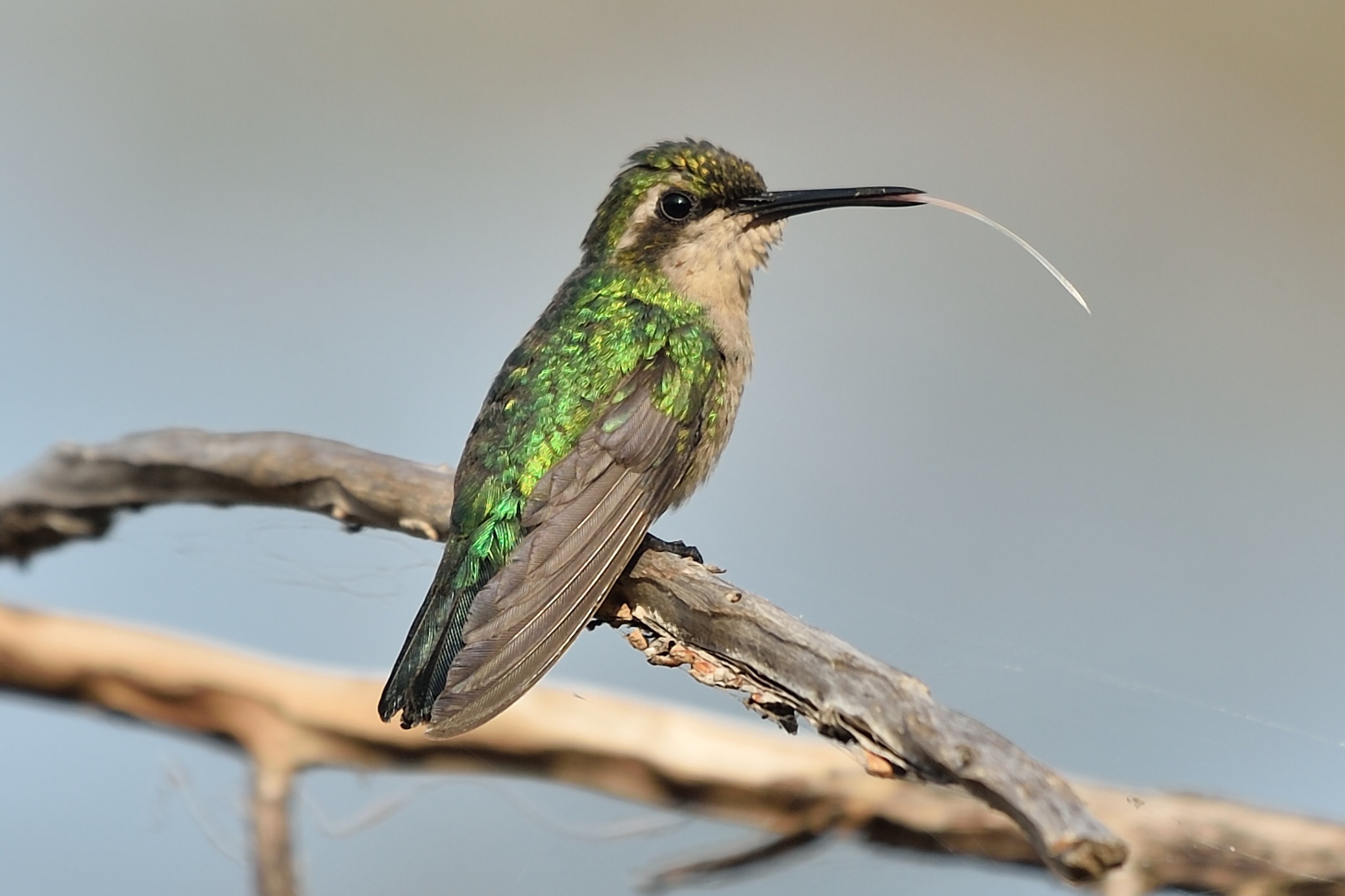 Species photo 7