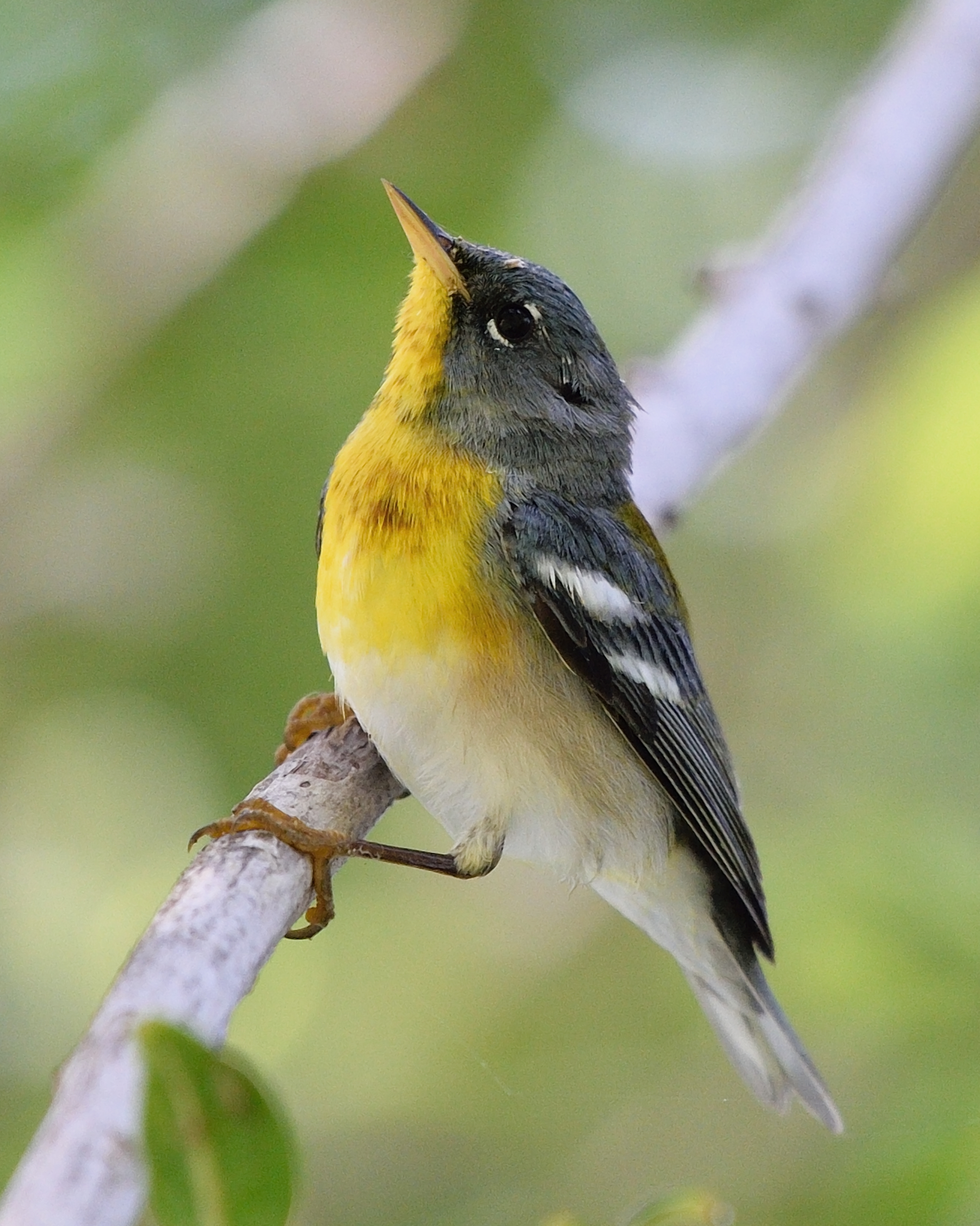 Setophaga americana