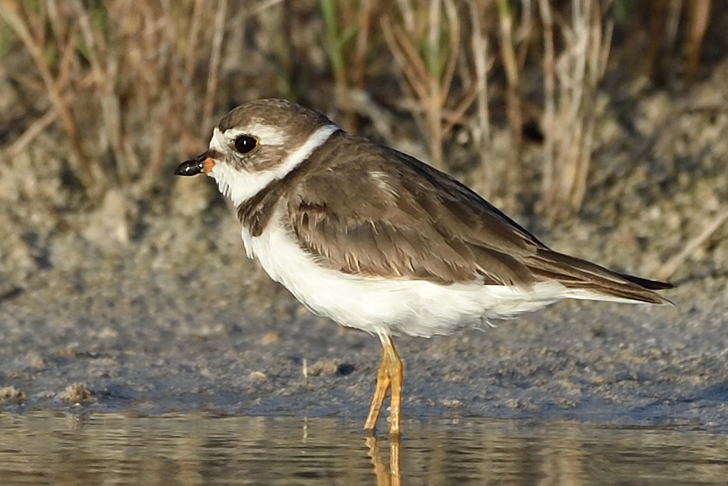 Species photo 9