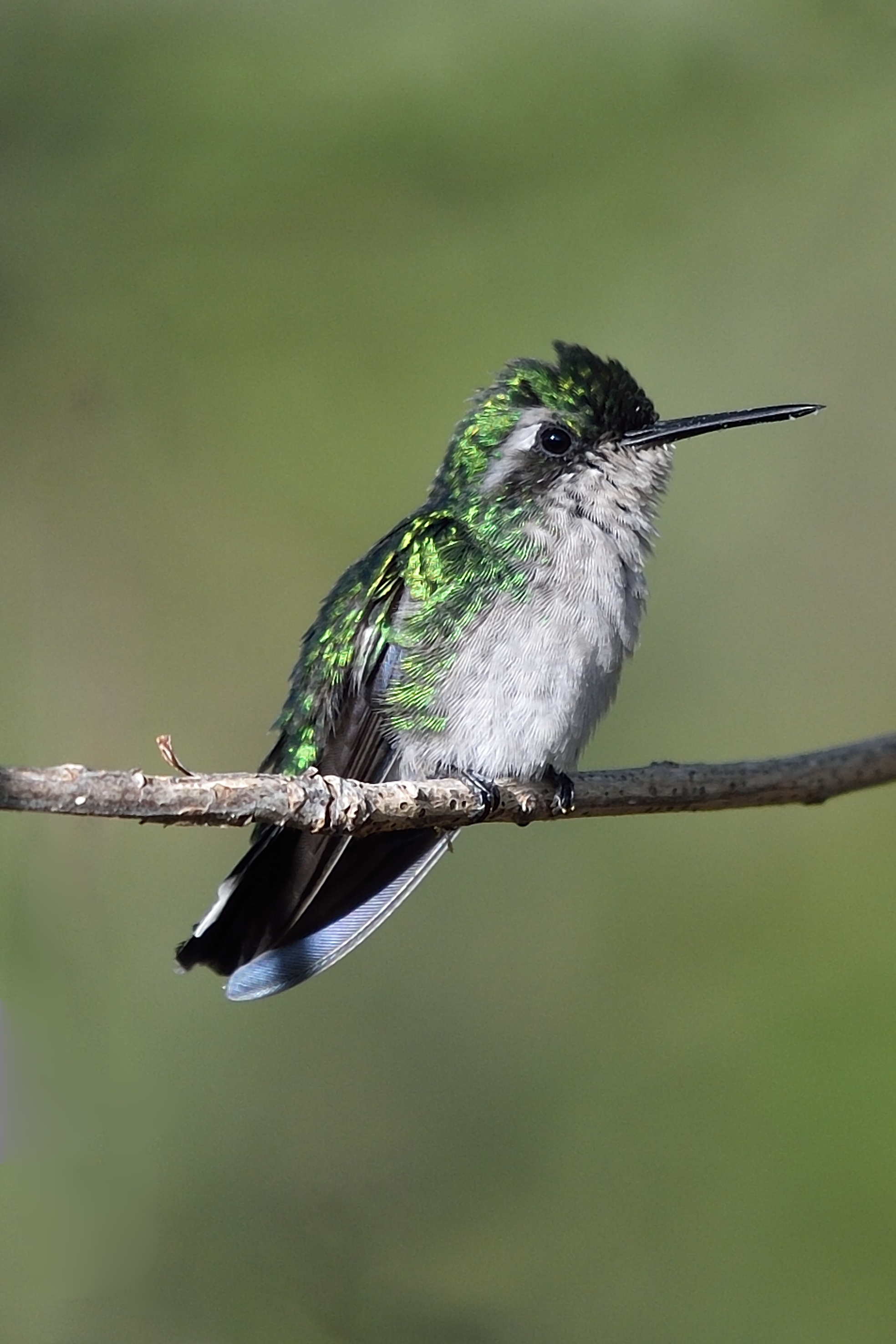 Species photo 9