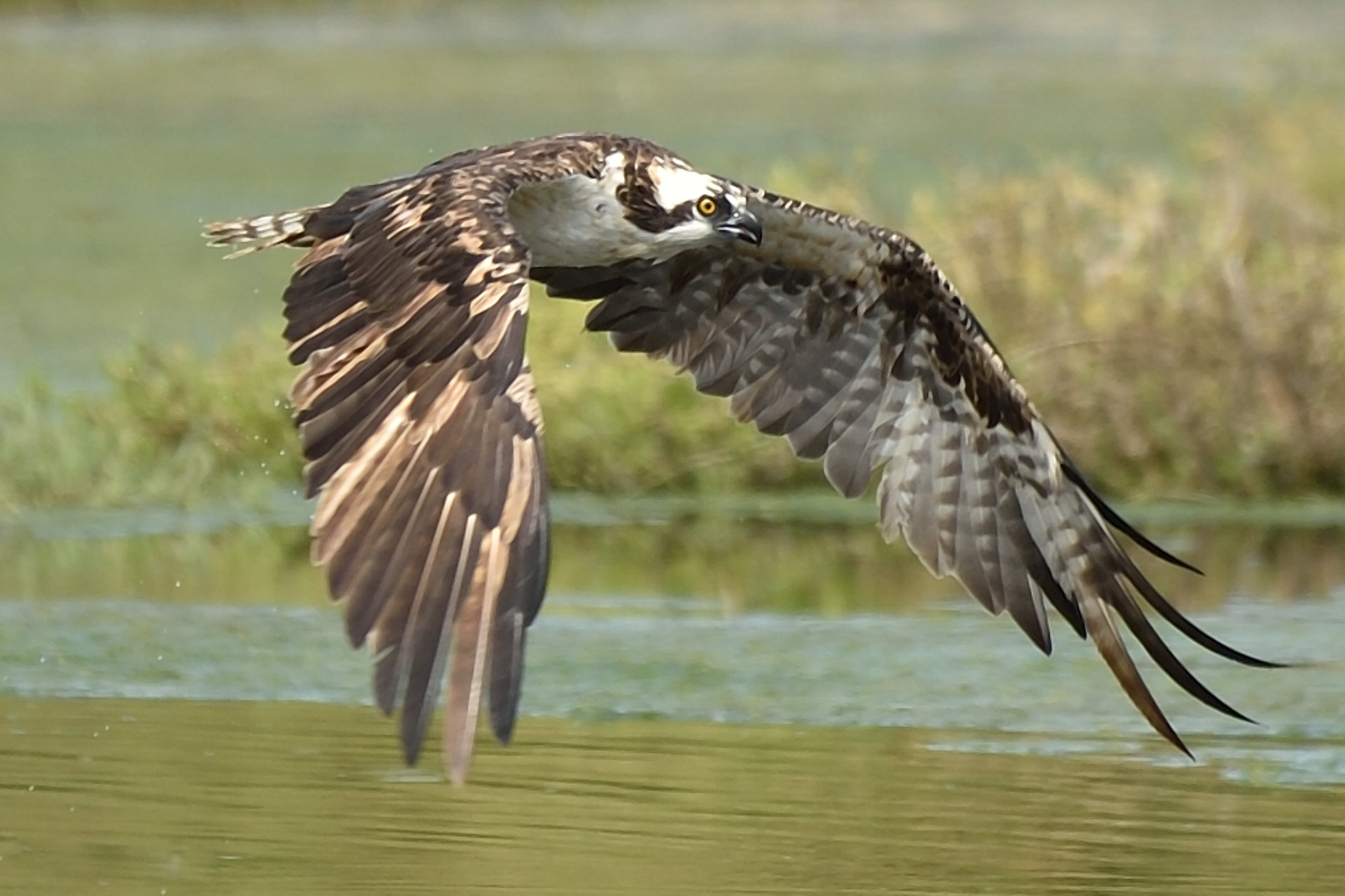 Species photo 9