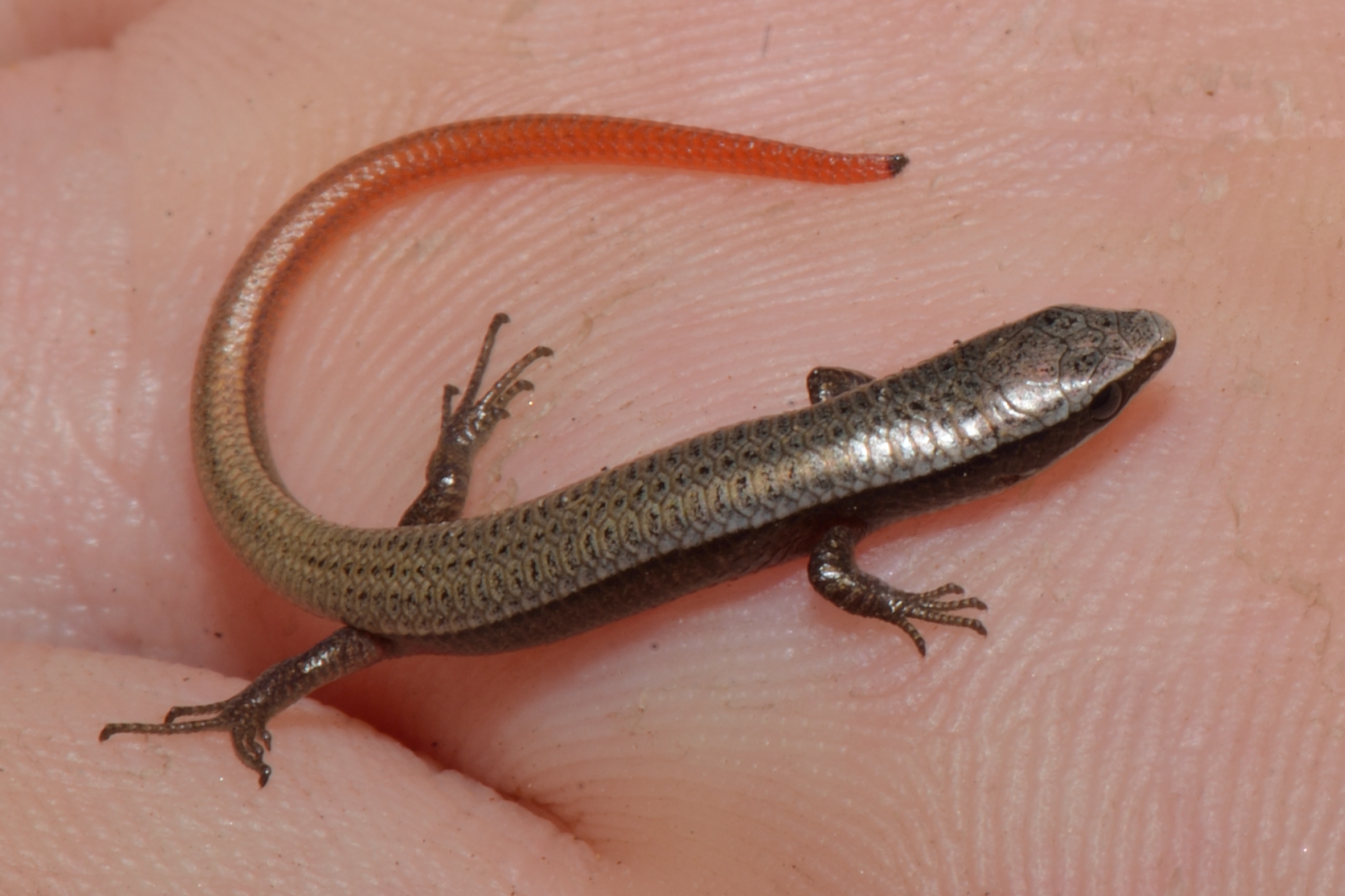 Gymnophthalmus speciosus