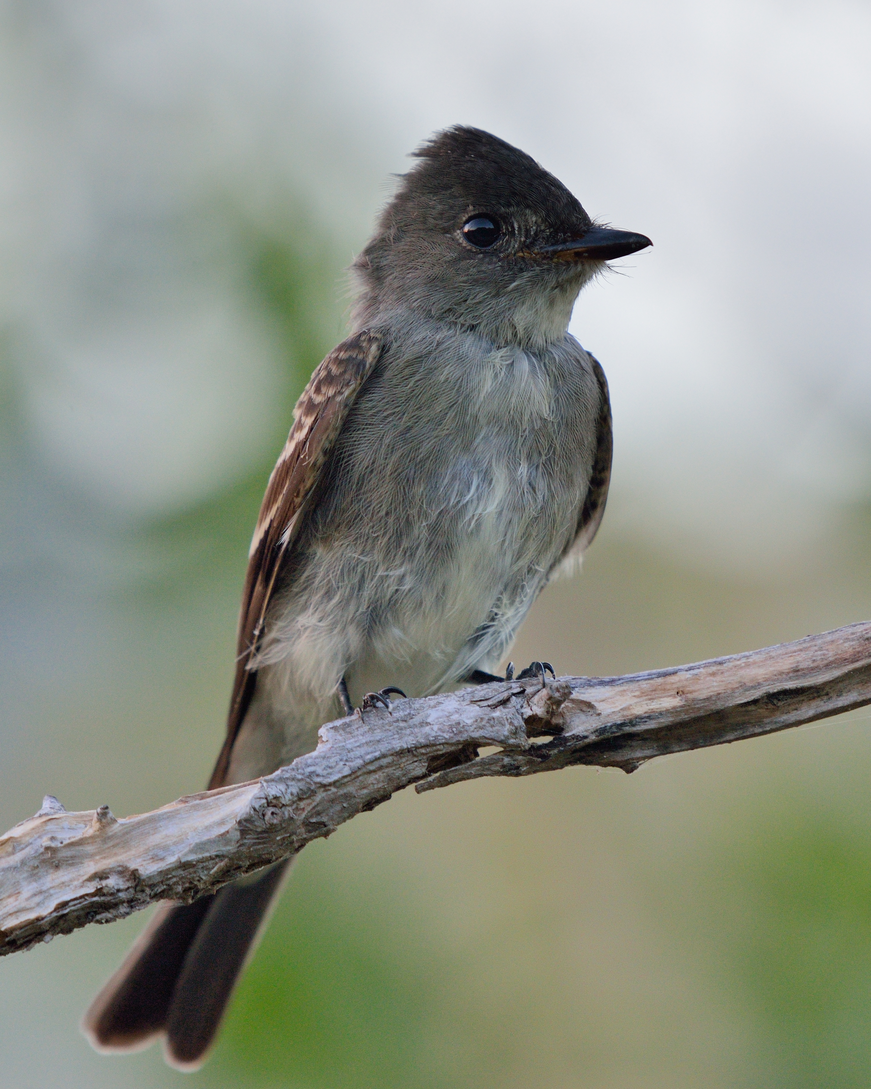 Contopus virens