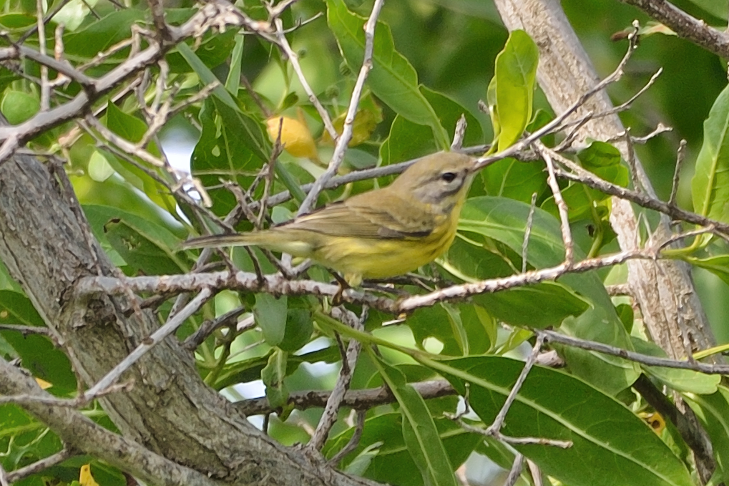 Setophaga discolor
