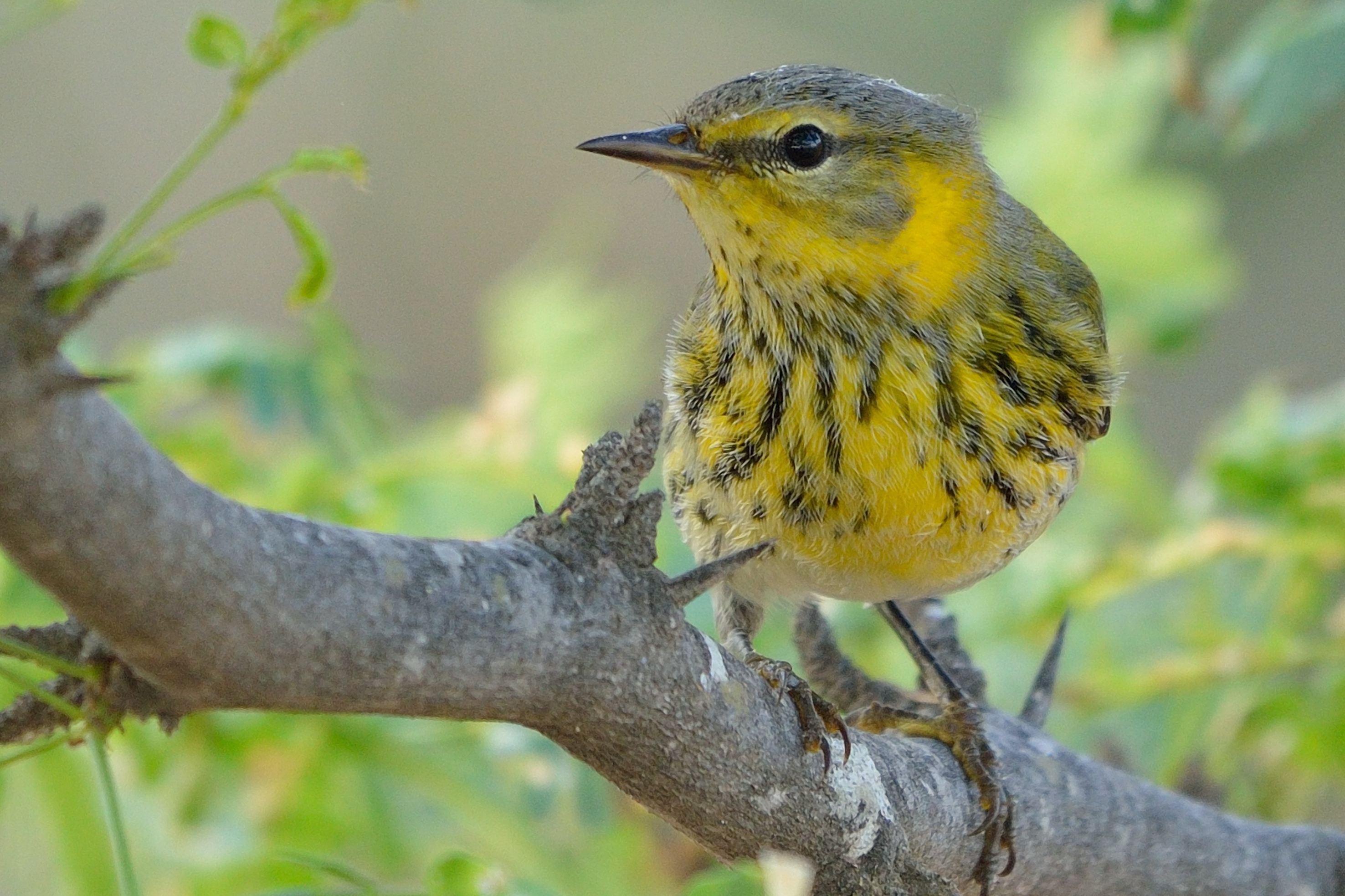 Setophaga tigrina