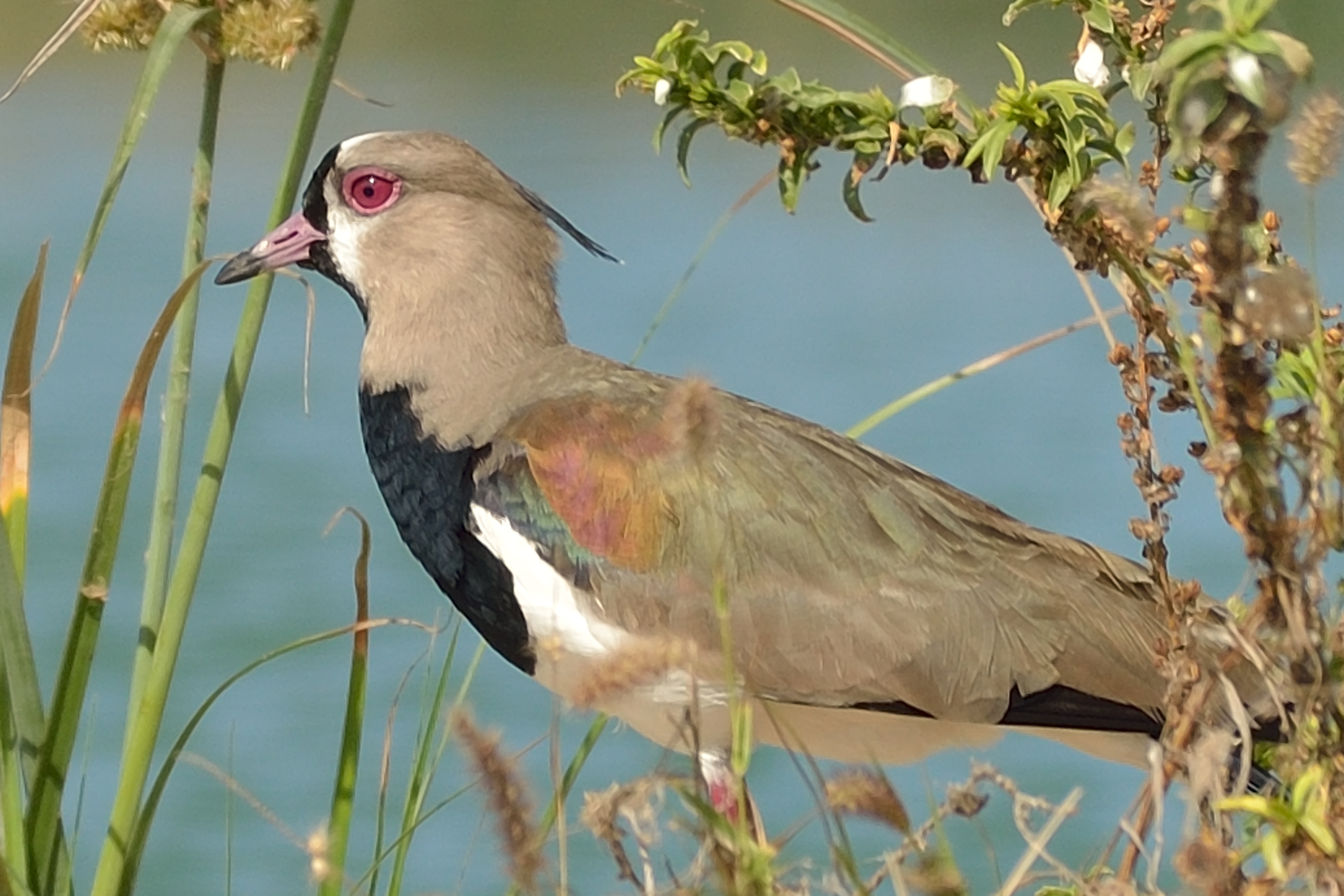 Vanellus chilensis cayennensis