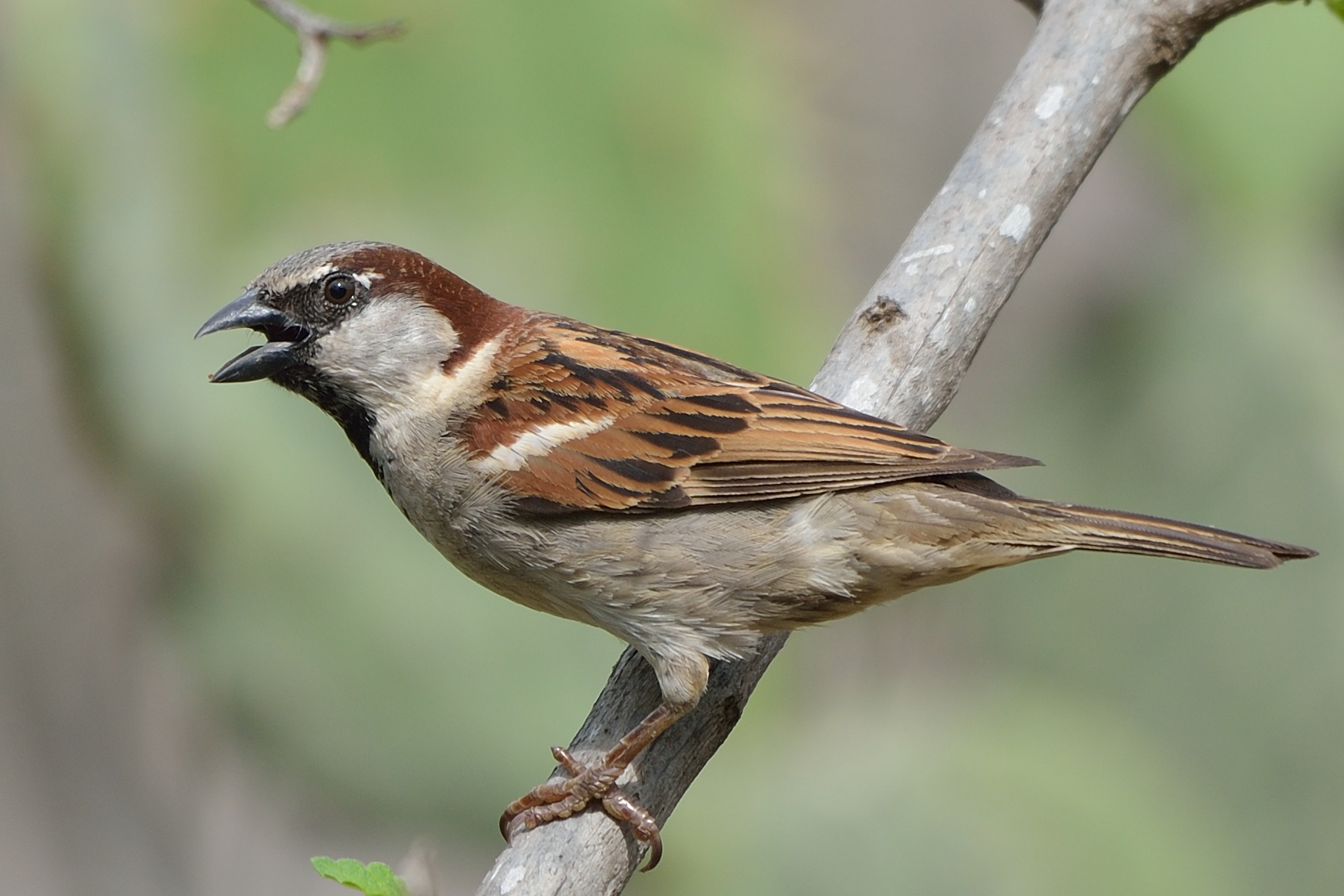 https://images.naturalis.nl/original/csr%2FD80_8153.jpg